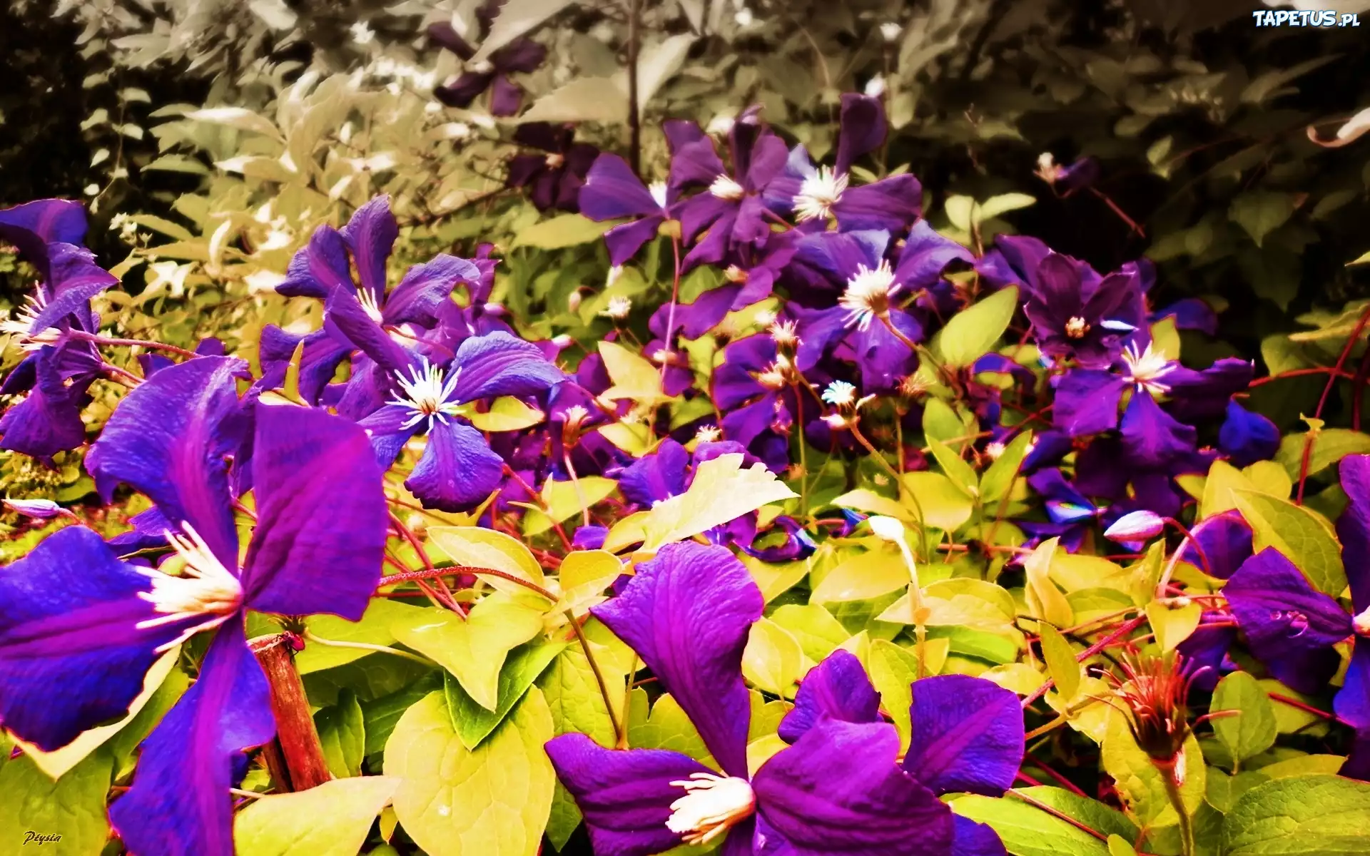 Powojnik, Clematis, Fioletowy