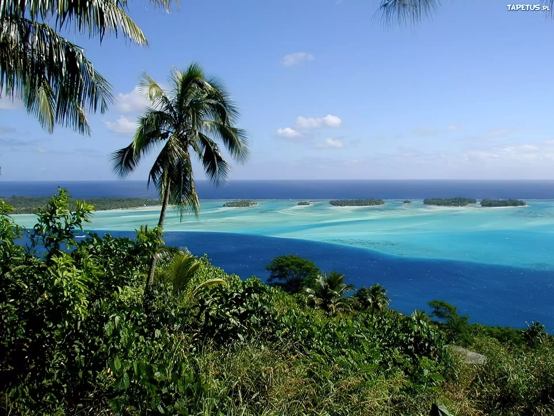 Polinezja Francuska, Bora Bora, Woda, Palmy, Zieleń