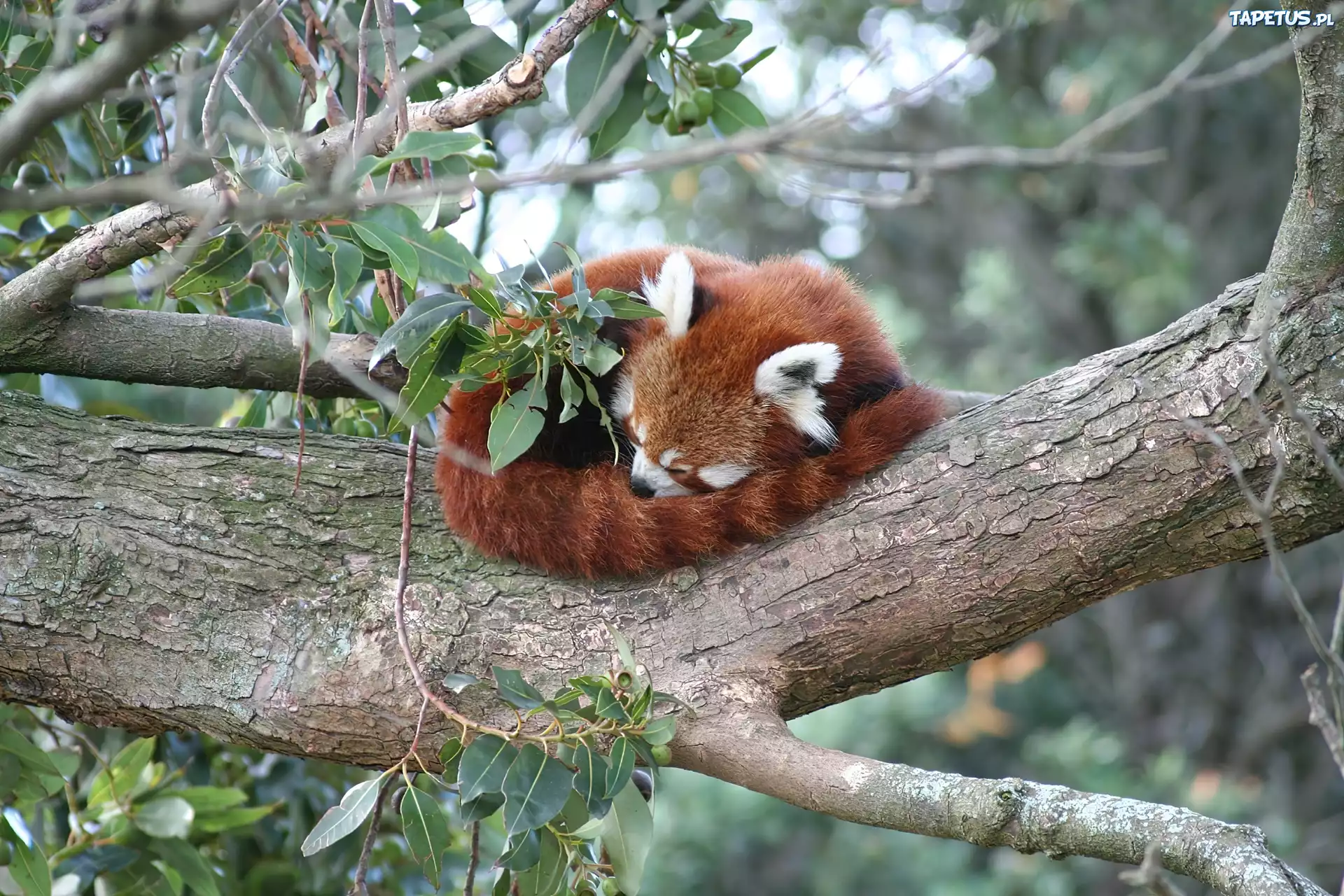 Panda, Czerwona