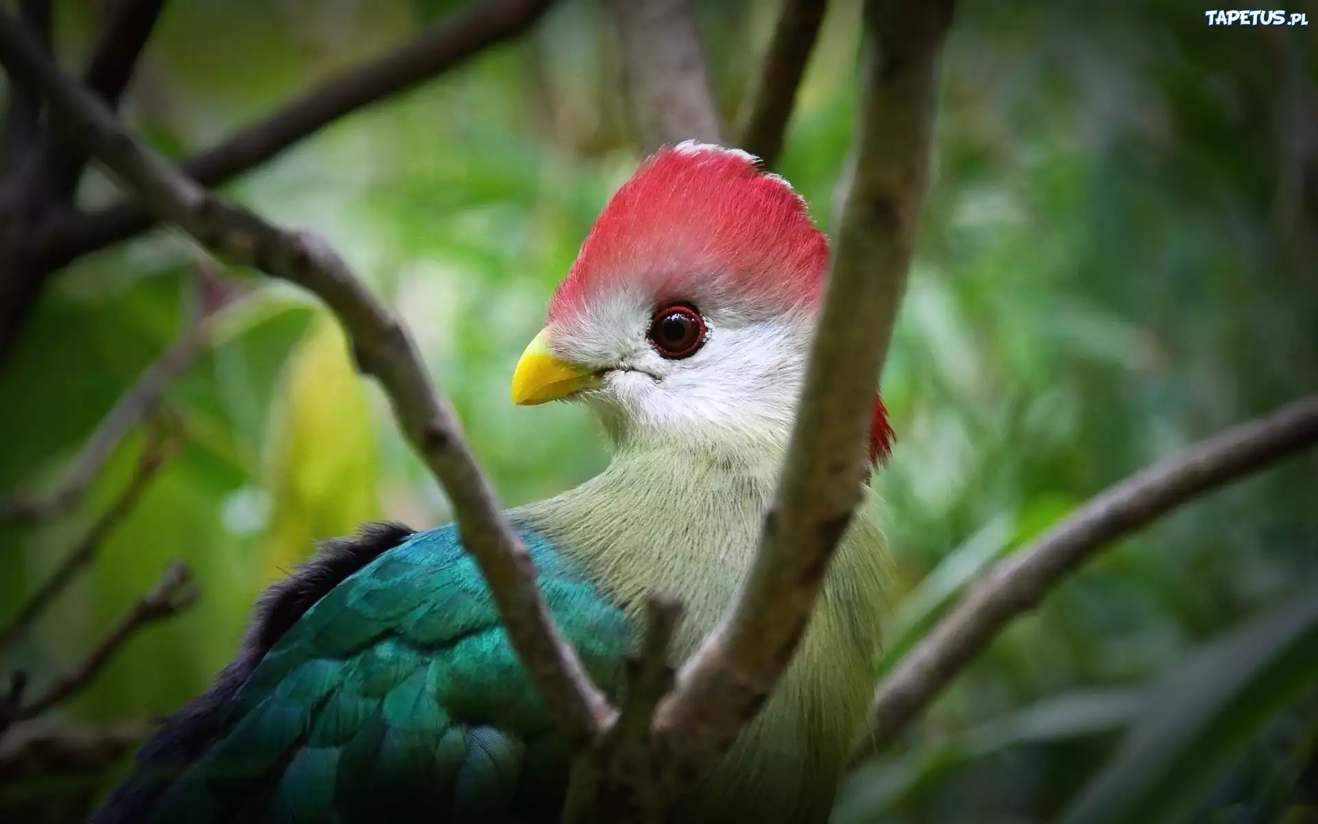 Turaco