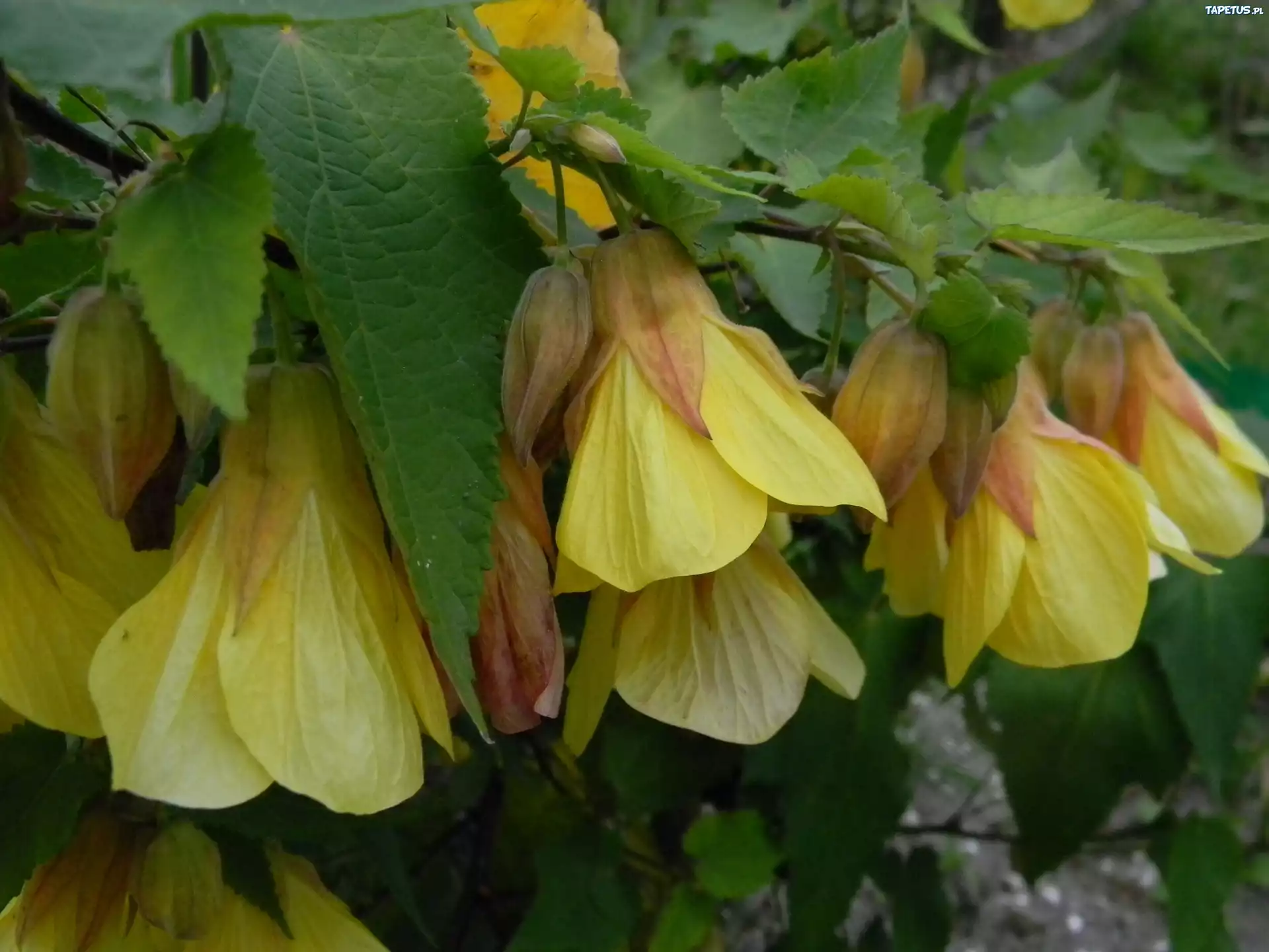 Żółty, Abutilon