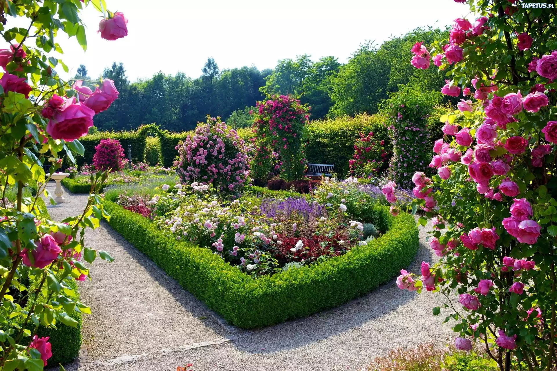 Piękny, Ogród, Różany