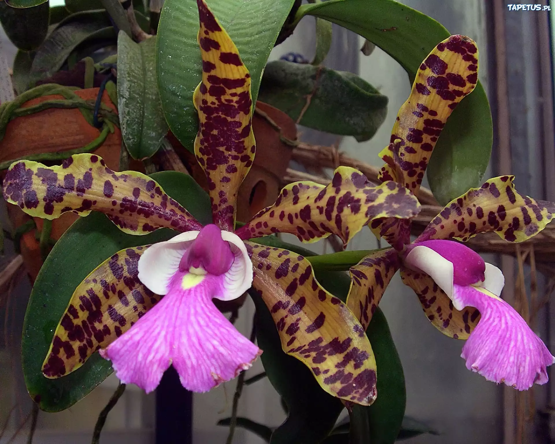 Kwiat, Orchidea