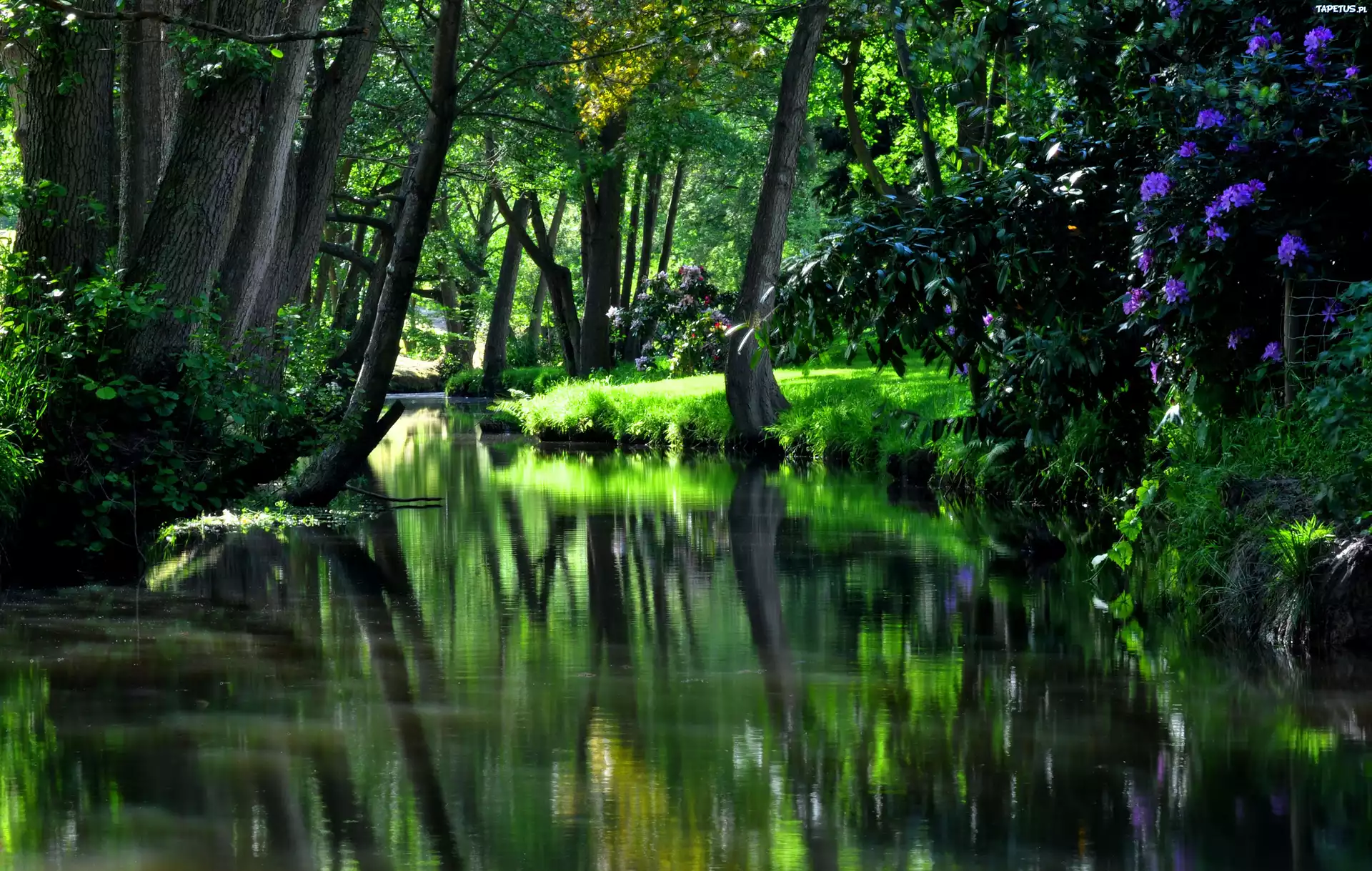 Park, Rzeczka, Kwiaty, Zieleń