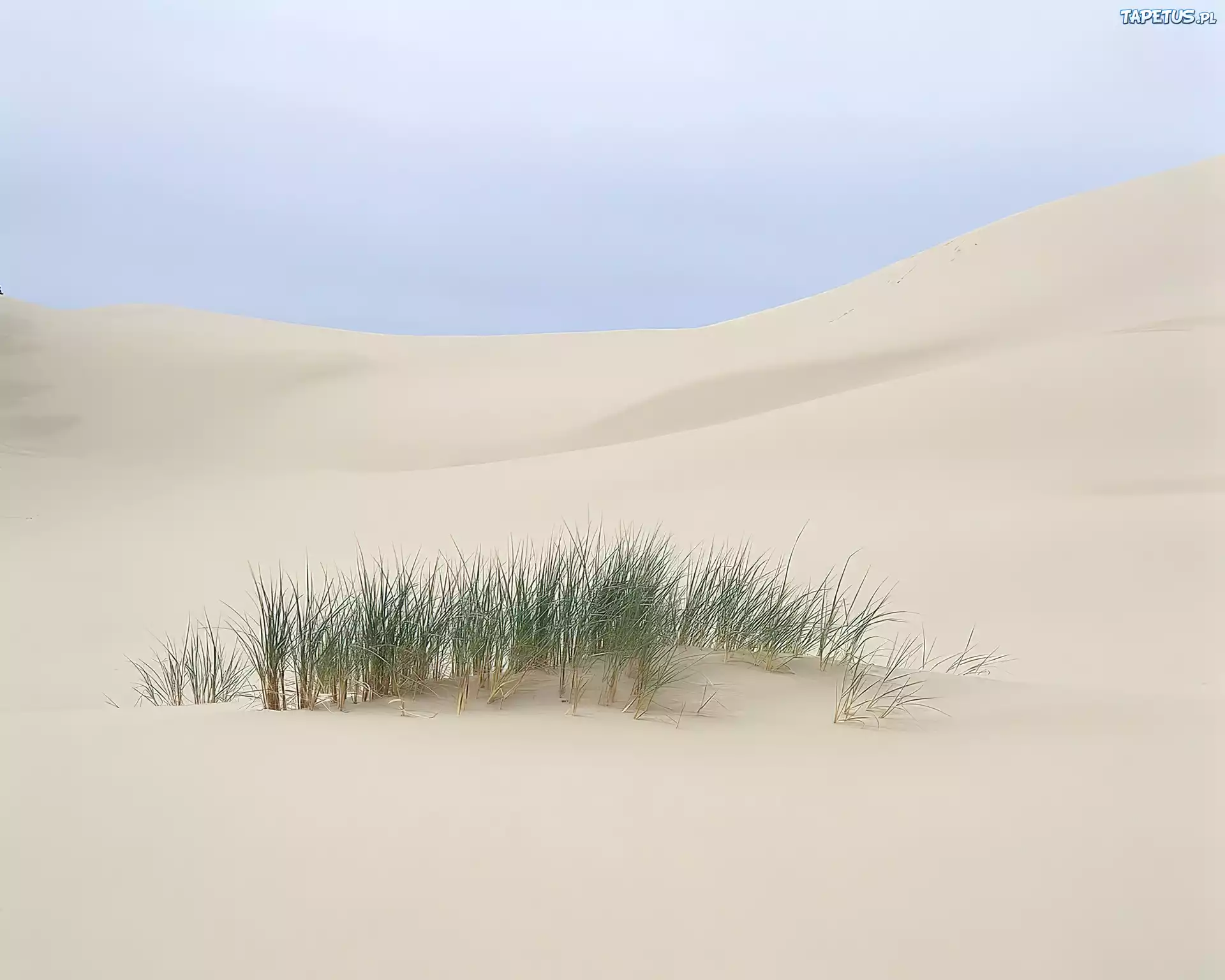 Pustynia, Piasek, Wydmy, Kępka, Trawy