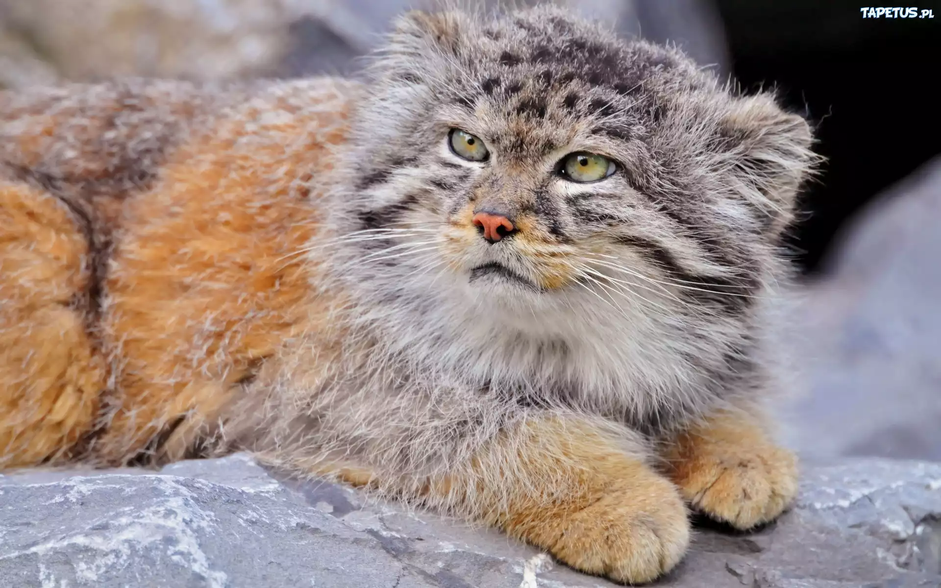 Leżący, Manul, Skała