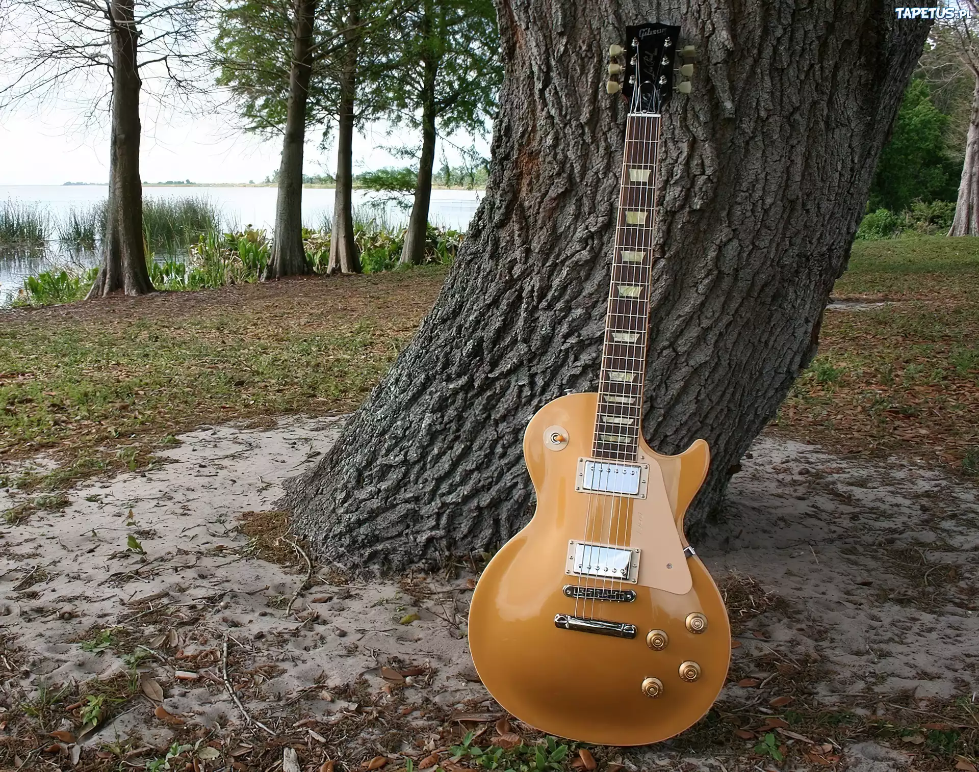 Gitara, Pień, Drzewa