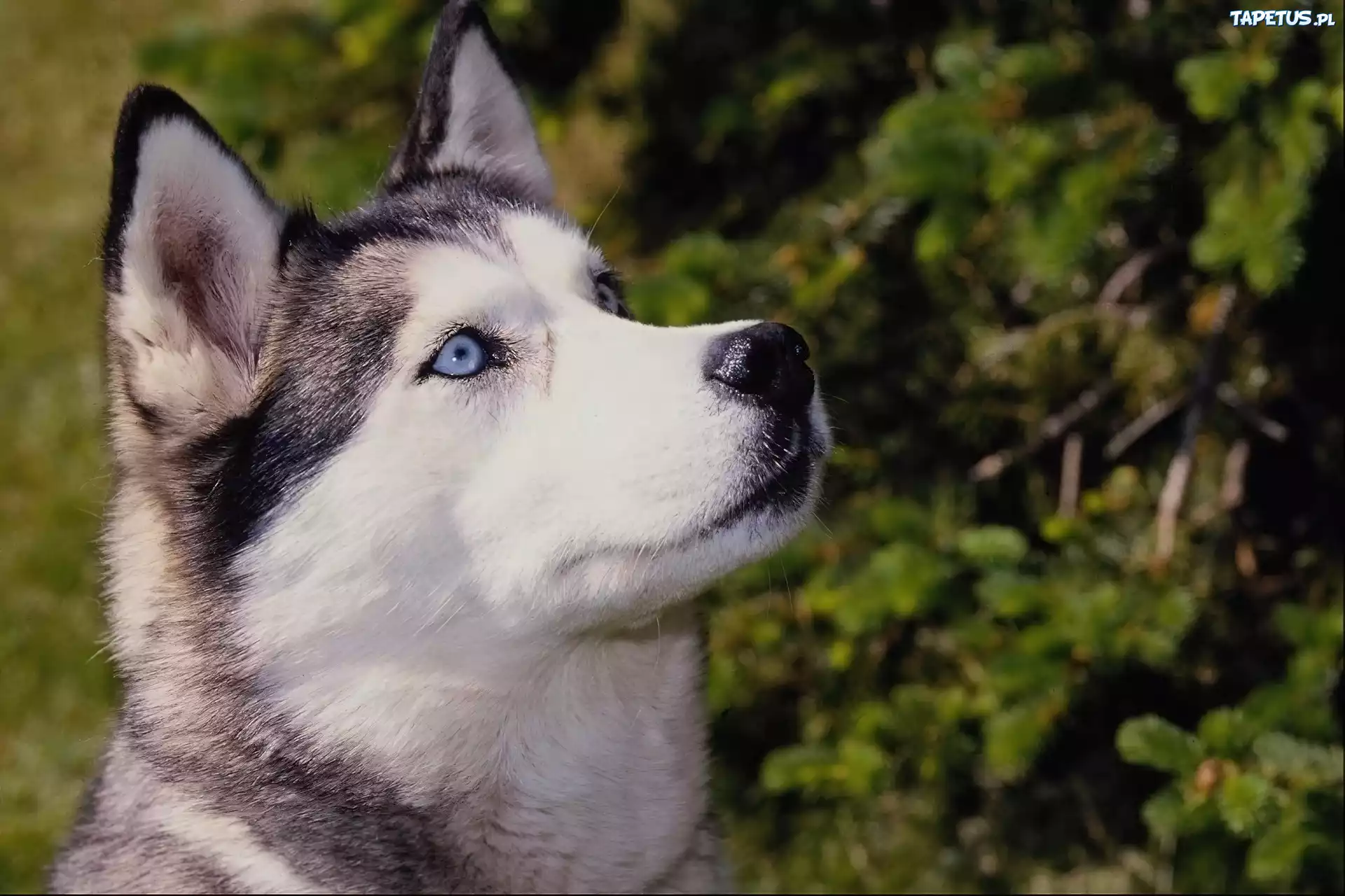 Siberian, Husky, Niebieskie, Oczy
