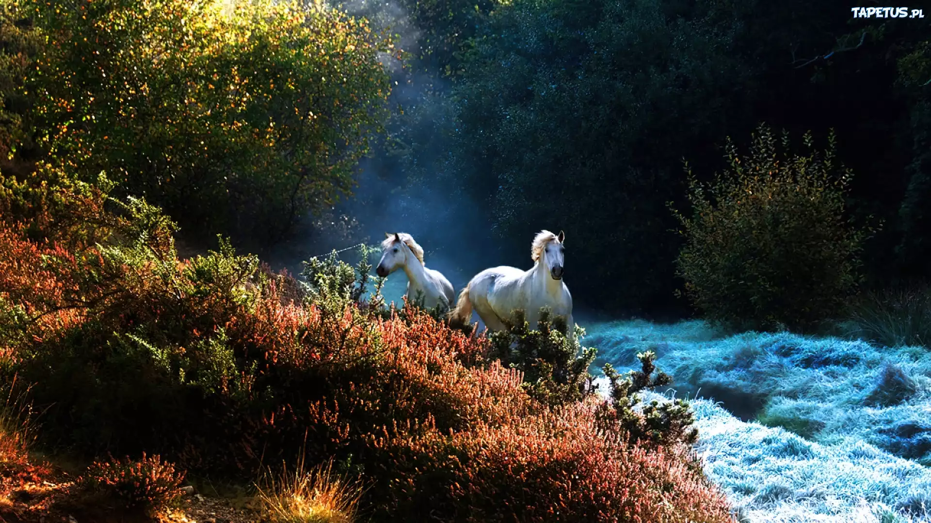Konie, Galop, Krzewy