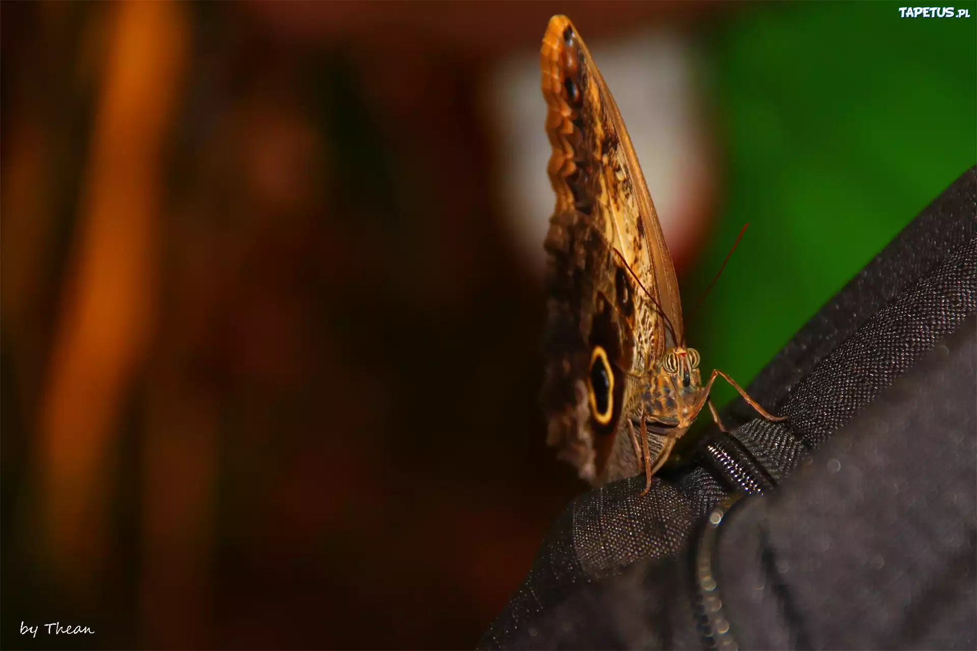 Motyl