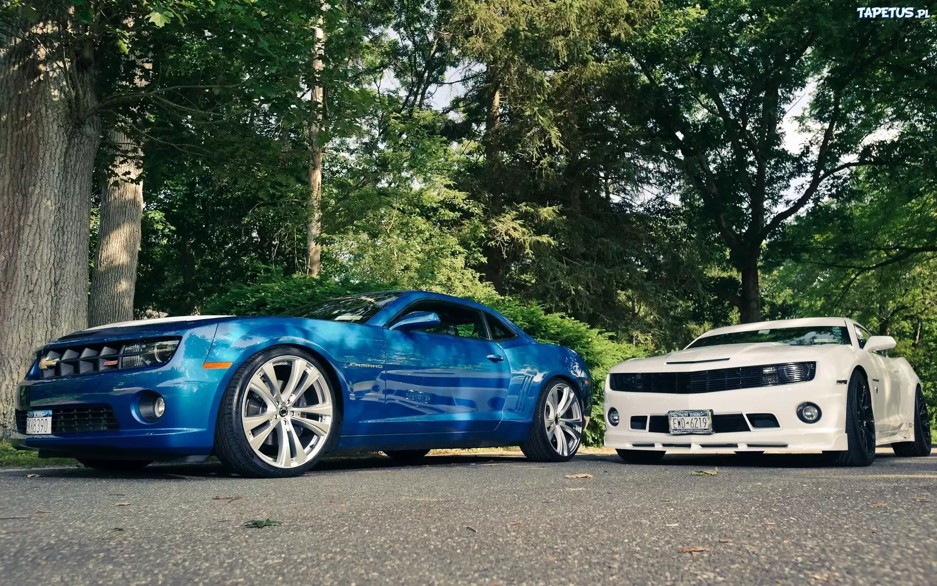 Dwa, Chevrolety, Camaro, Droga, Drzewa