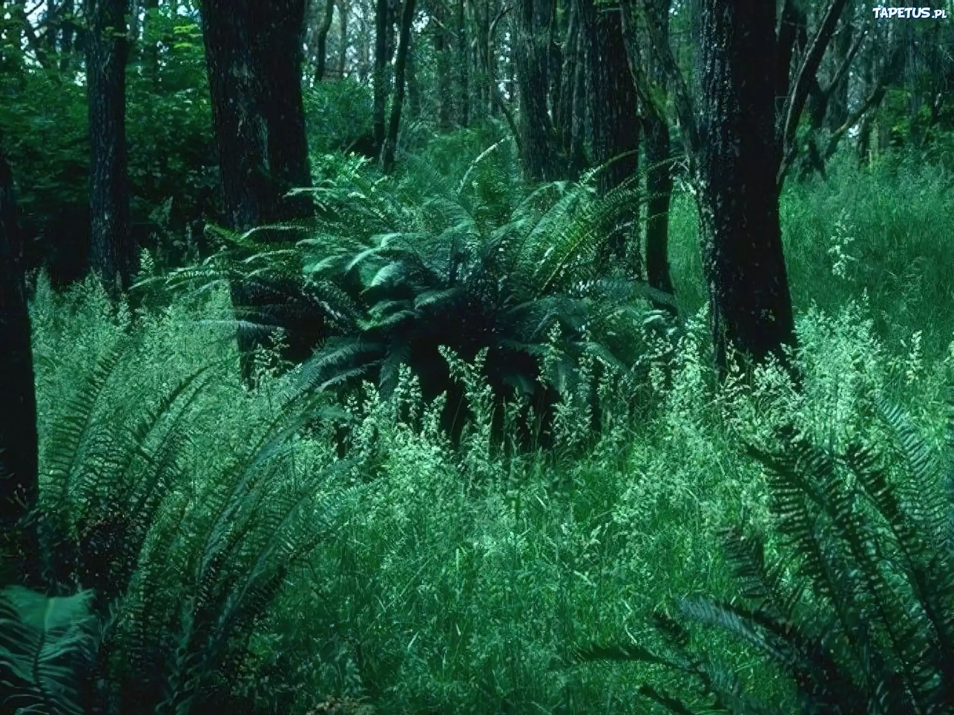 Las, Drzewa, Paprocie