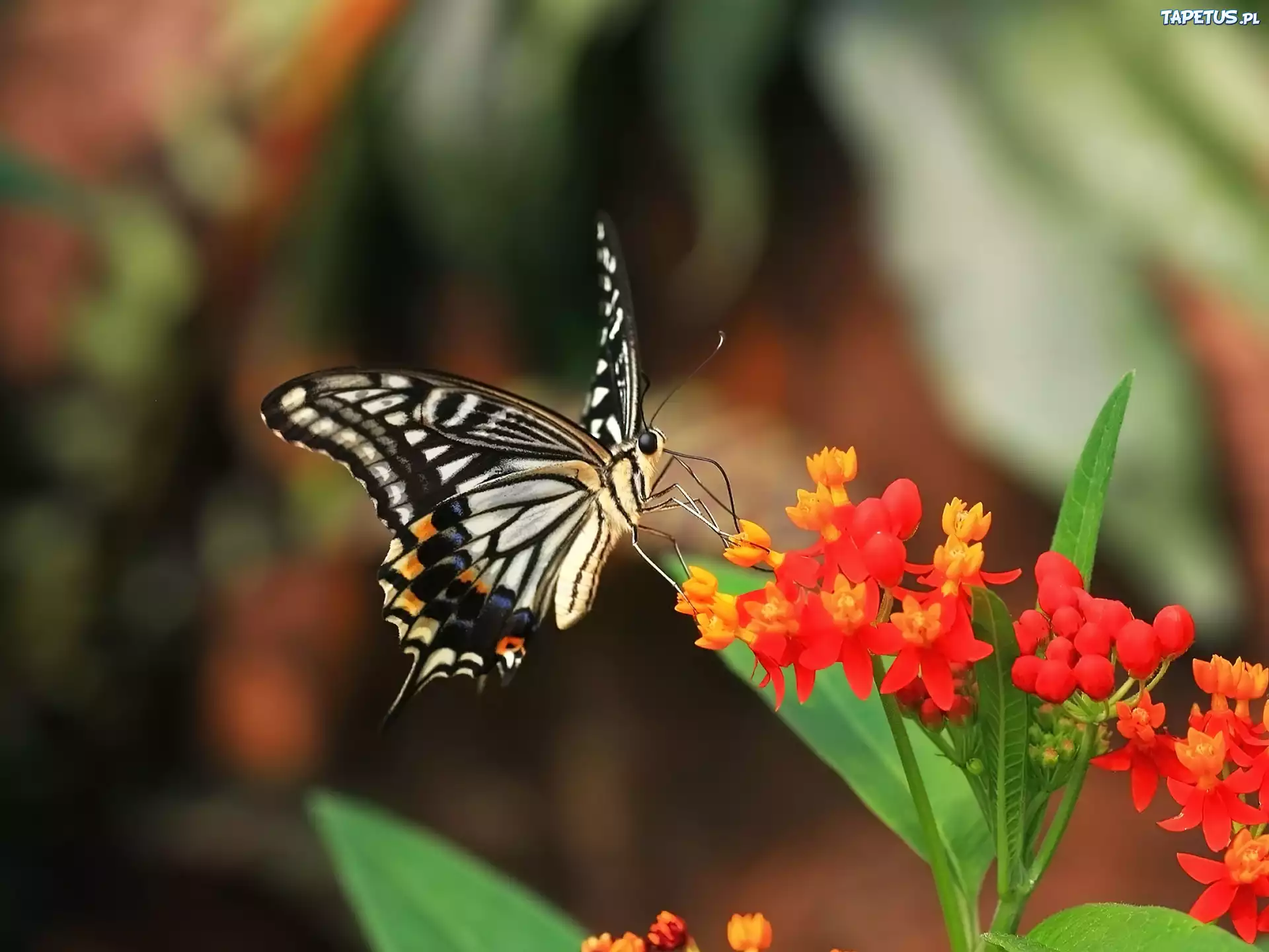 Motyl, Kwiat