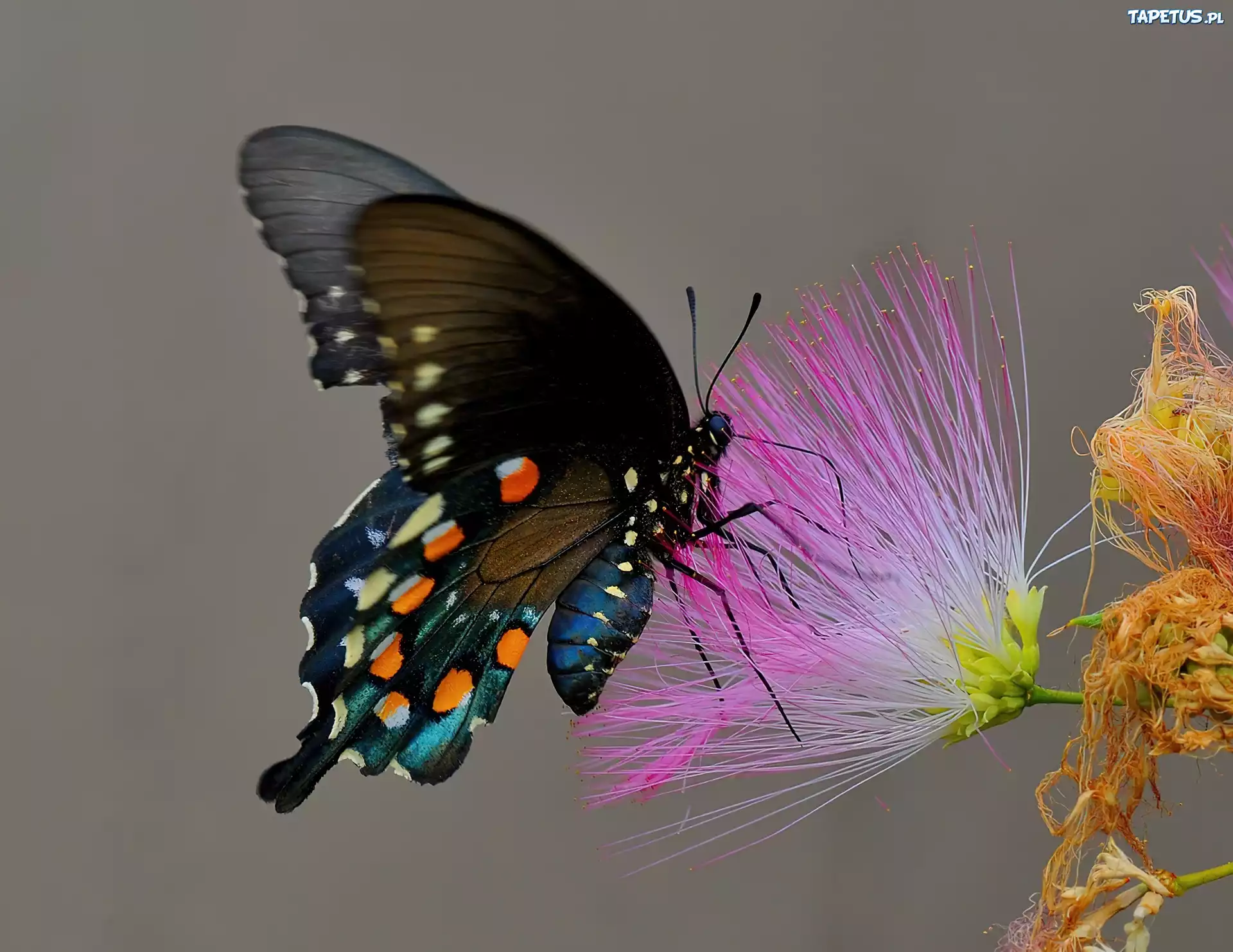 Motyl, Kwiatek