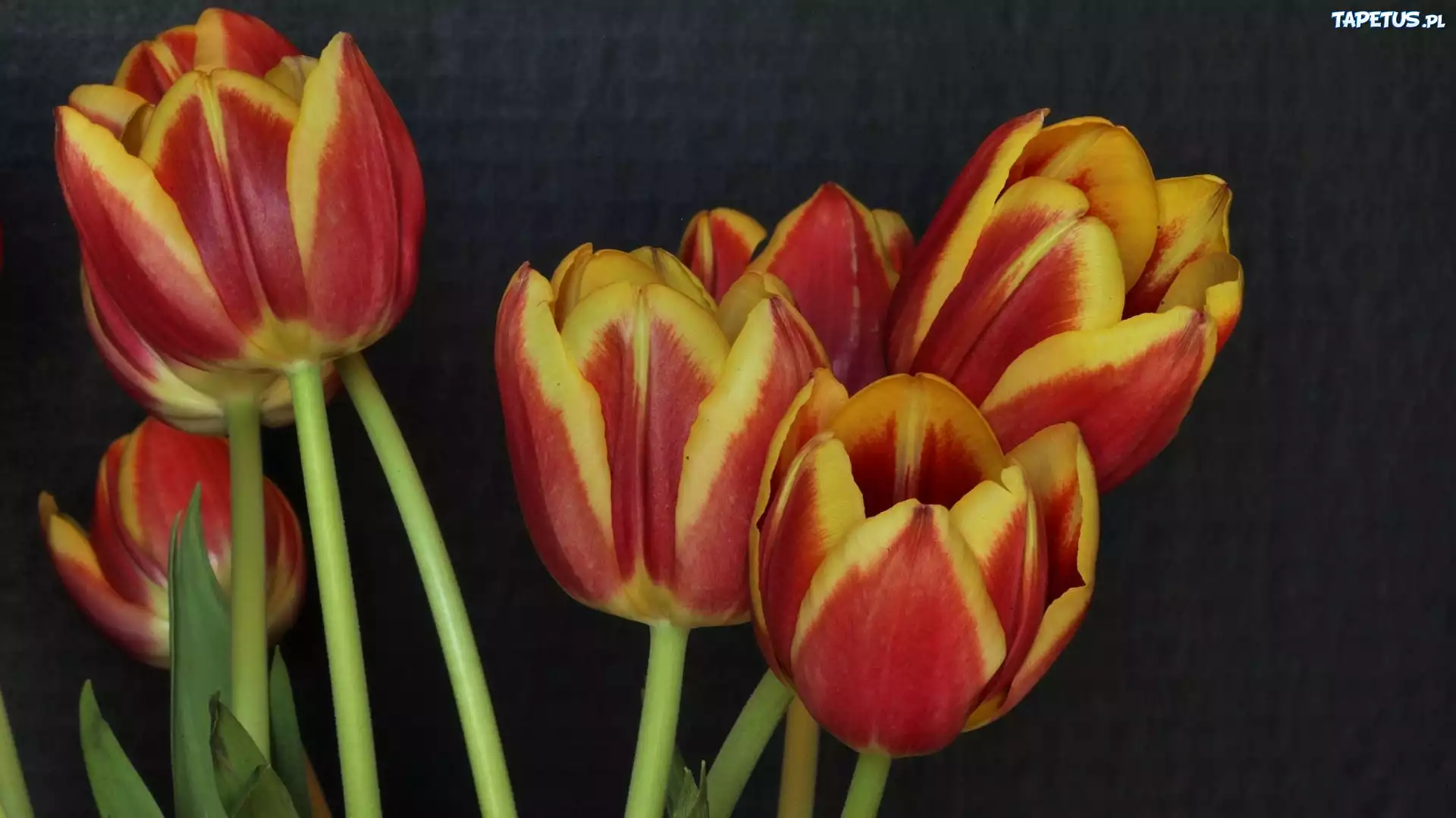 Kolorowe, Tulipany