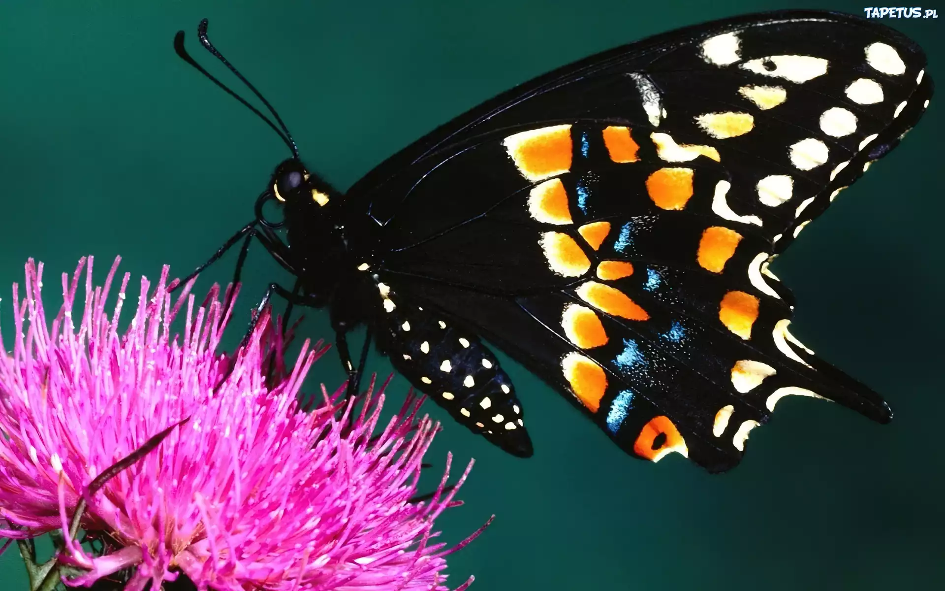 Motyl, Kwiat