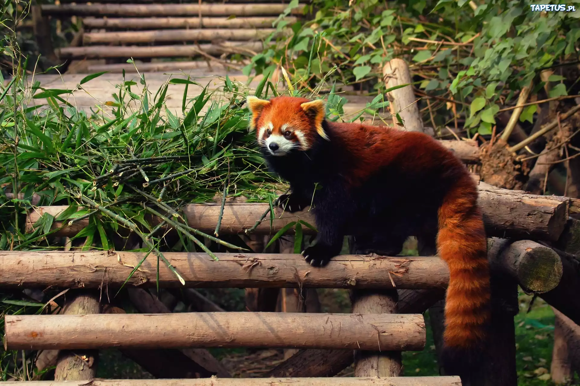 Panda, Mała, Czerwona, Drabinka, Bambus