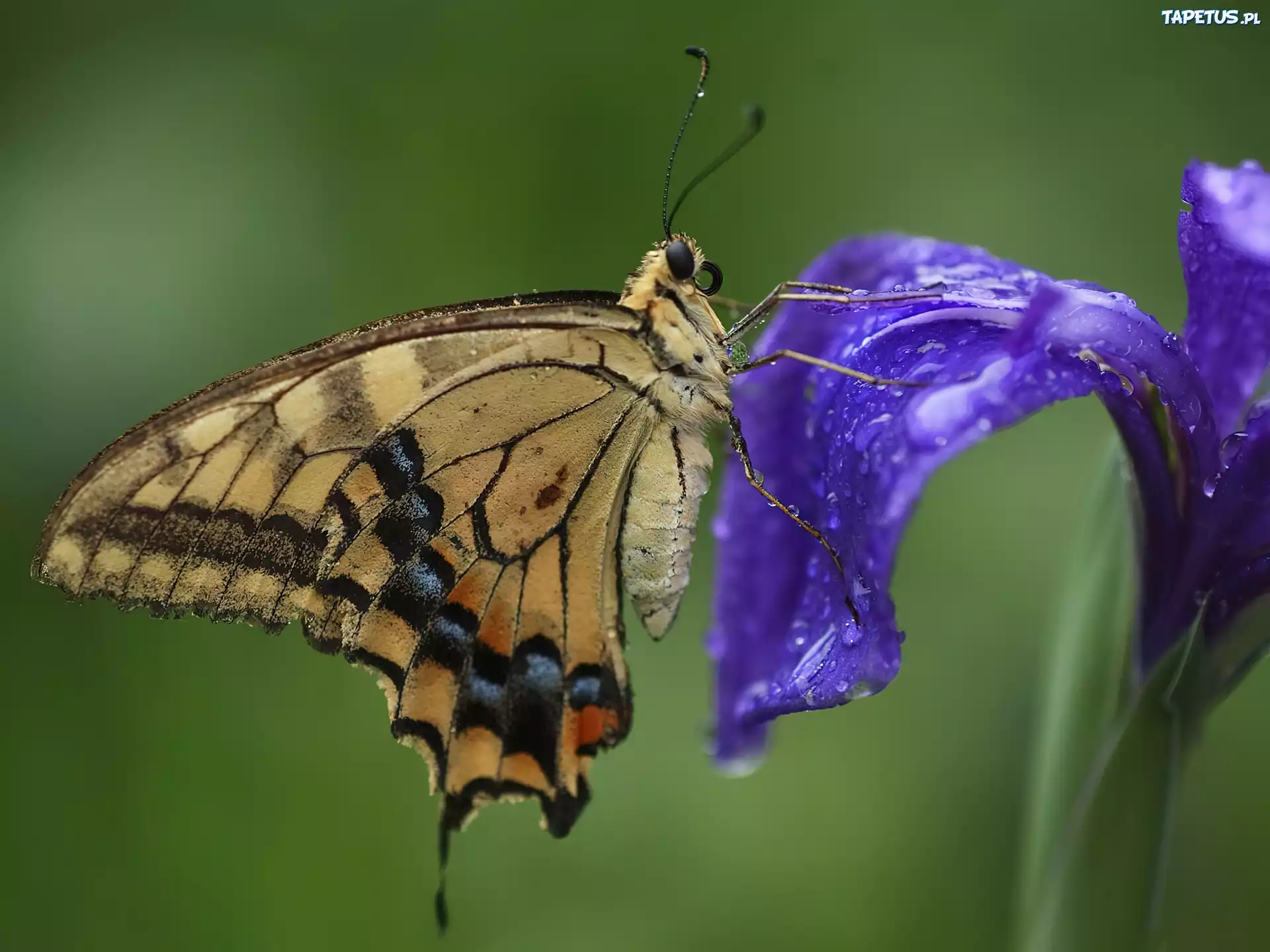 Motyl, Kwiat
