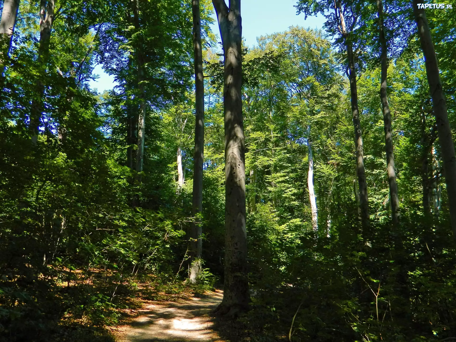 Las, Ścieżka, Zieleń