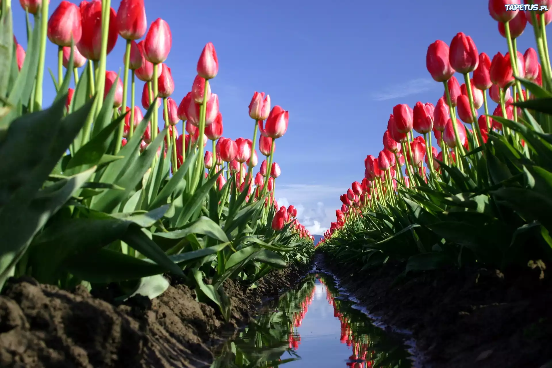 Tulipany, Pole, Błoto, Rów