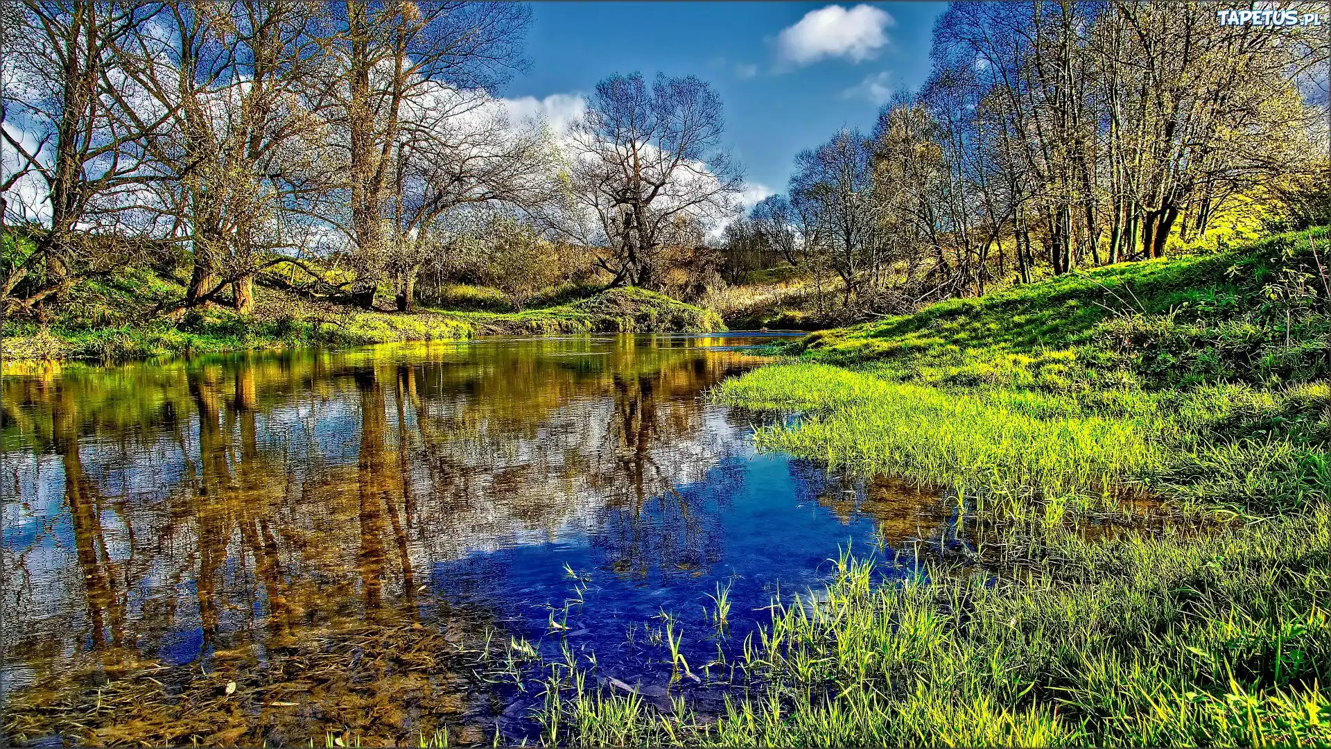 Rzeka, Drzewa, Szuwary, Wiosna