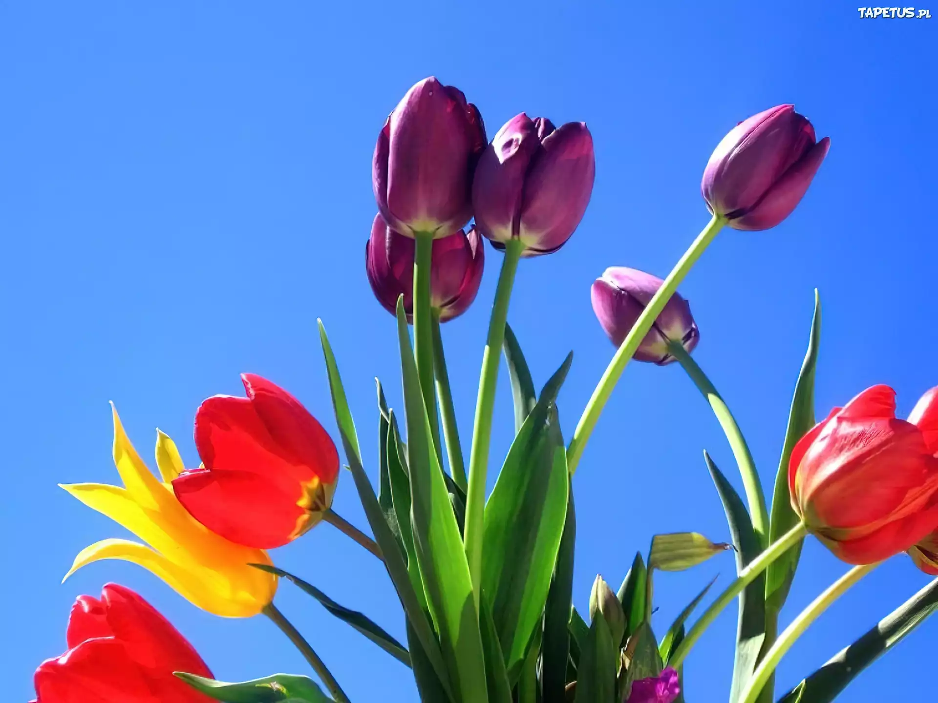 Kolorowe, Tulipany, Niebieskie, Niebo