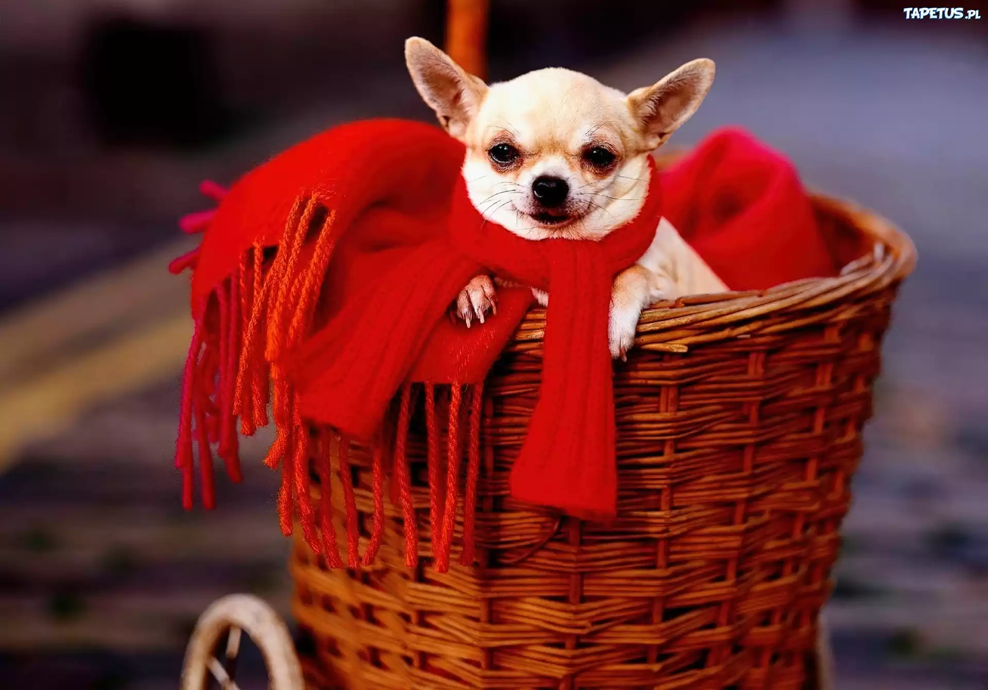 Koszyk, Chihuahua, Czerwony, Szalik