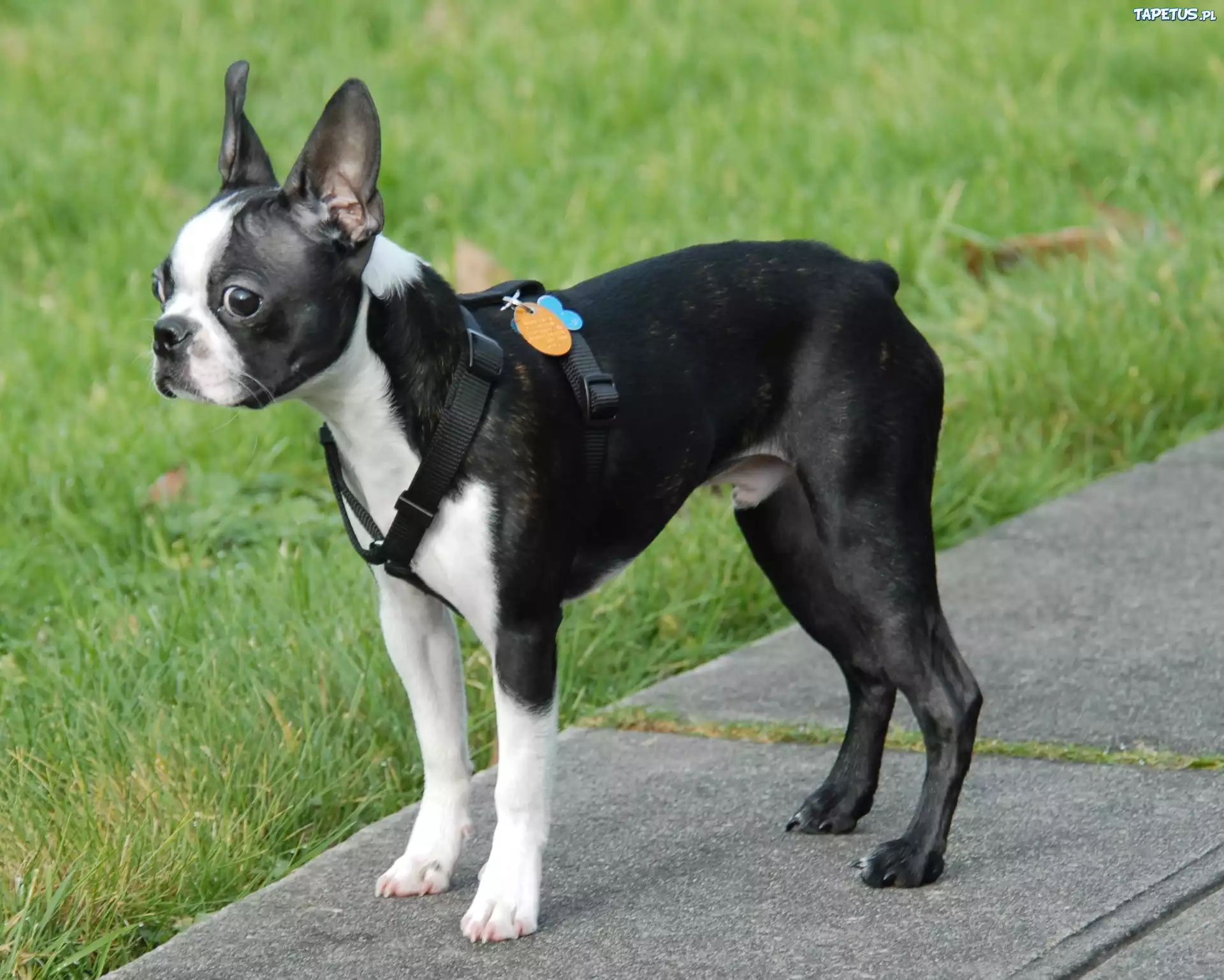 Boston Terrier, Chodnik, Trawa