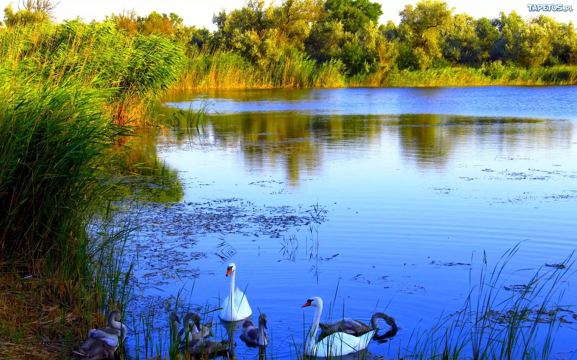 Jezioro, Łabędzie, Drzewa