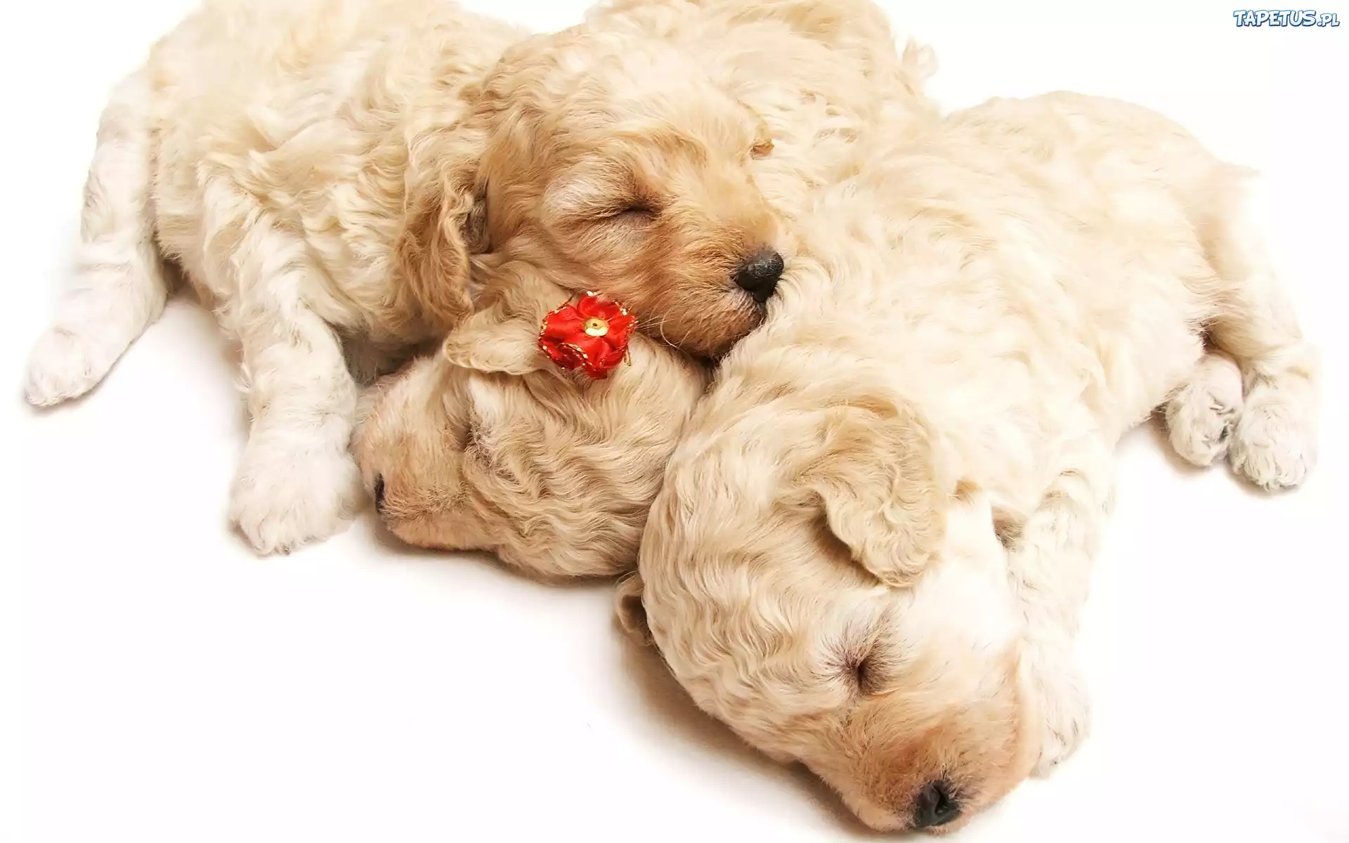 Trzy, Małe, Białe, Szczeniaczki, Bichon frise