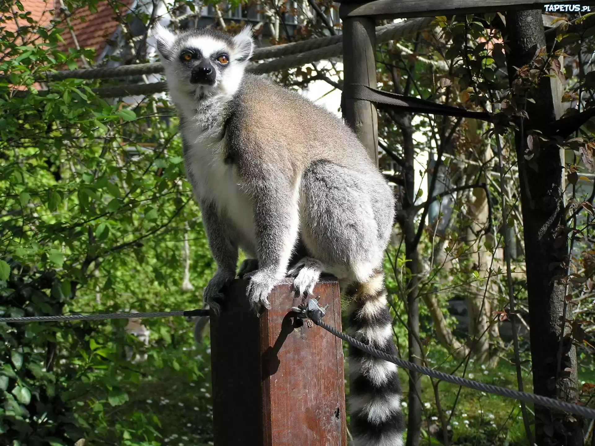 Lemur, Słupek, Liny, Drzewa