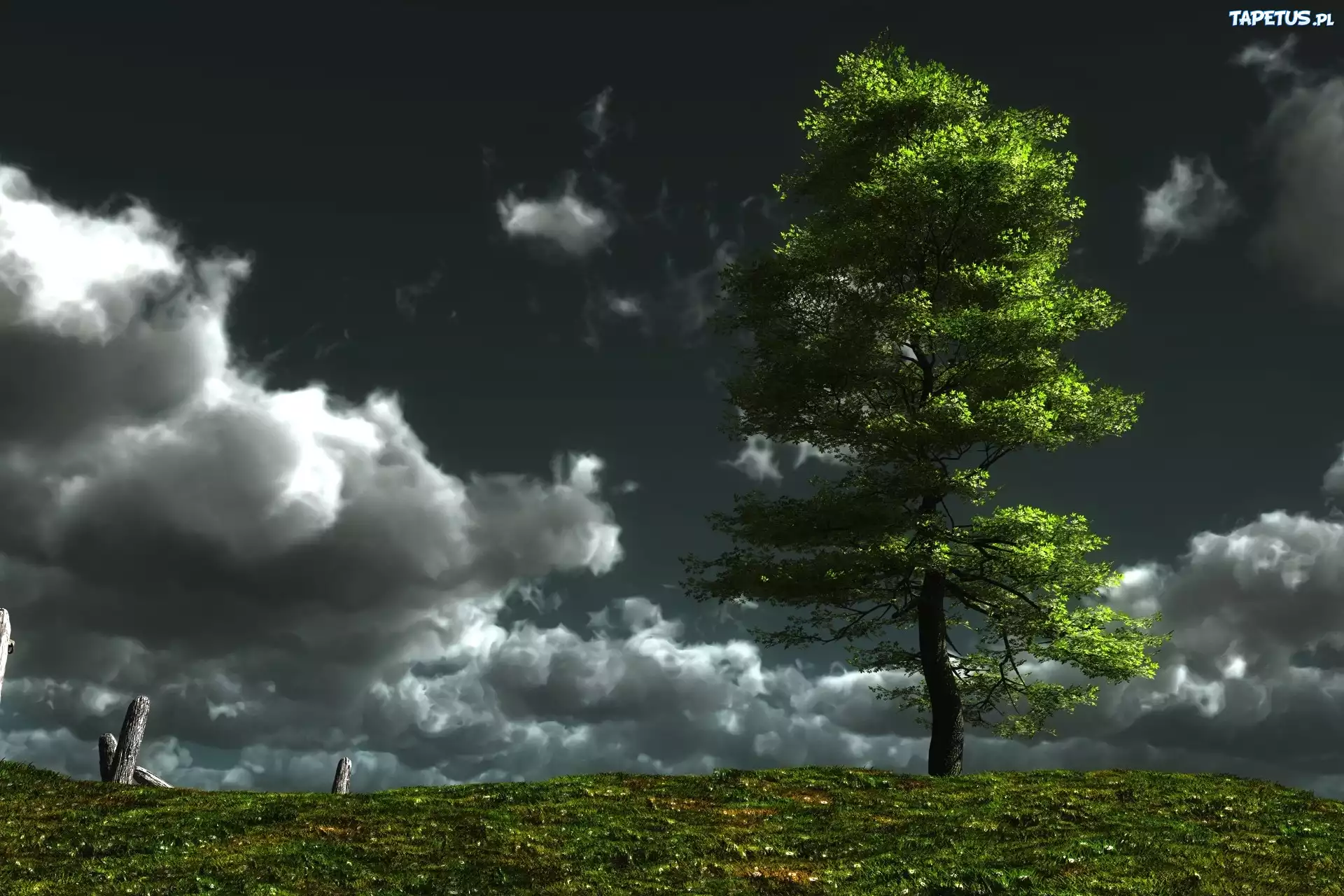 природа деревья небо облака графика загрузить