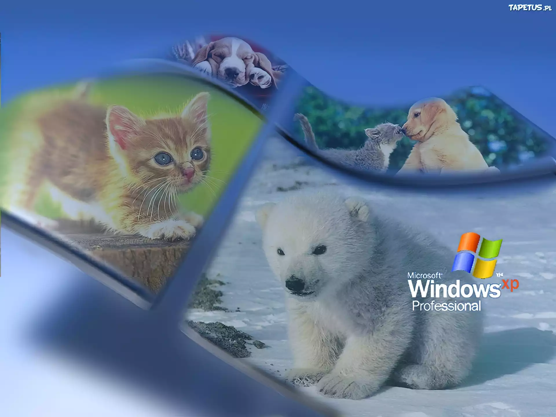 System, Operacyjny, Windows, Xp, Zwierzęta