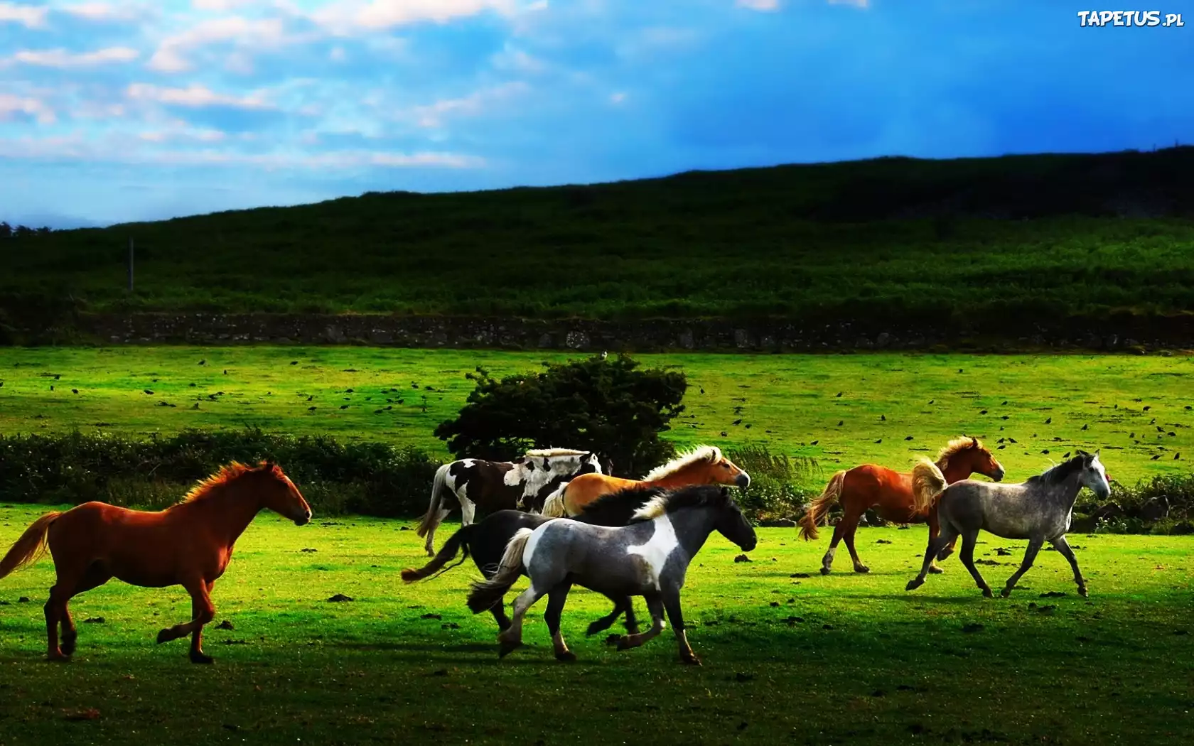 Konie, Galop, Pastwisko, Wzgórze