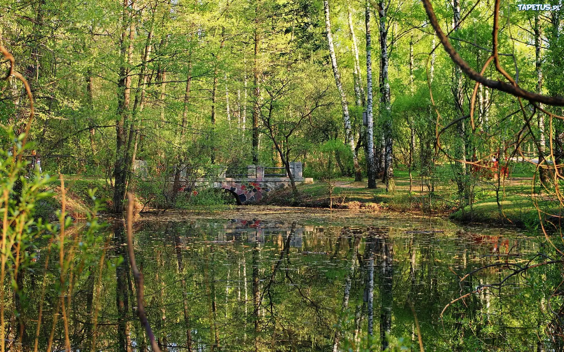 Park, Mostek, Staw