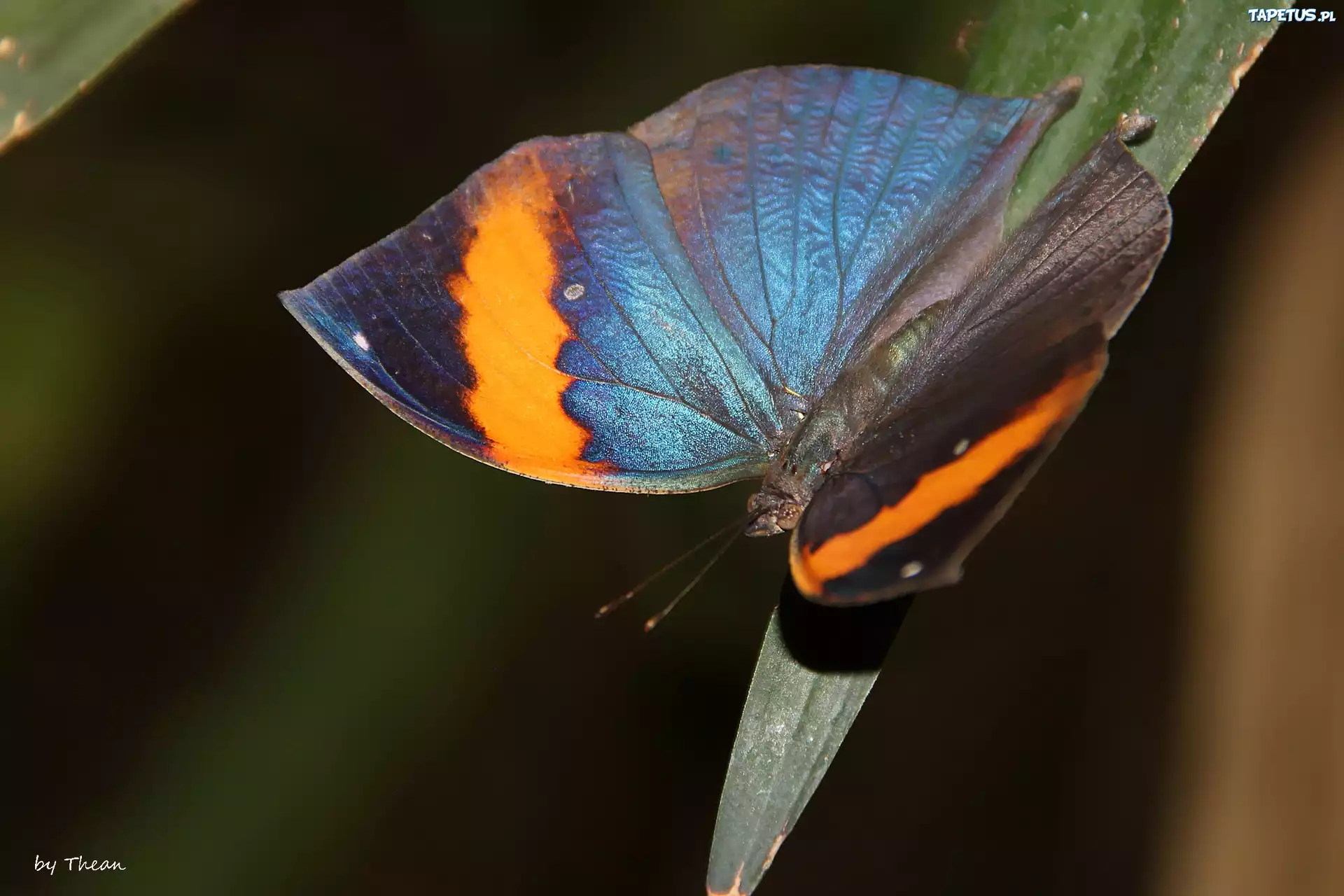 Motyl, Skrzydła