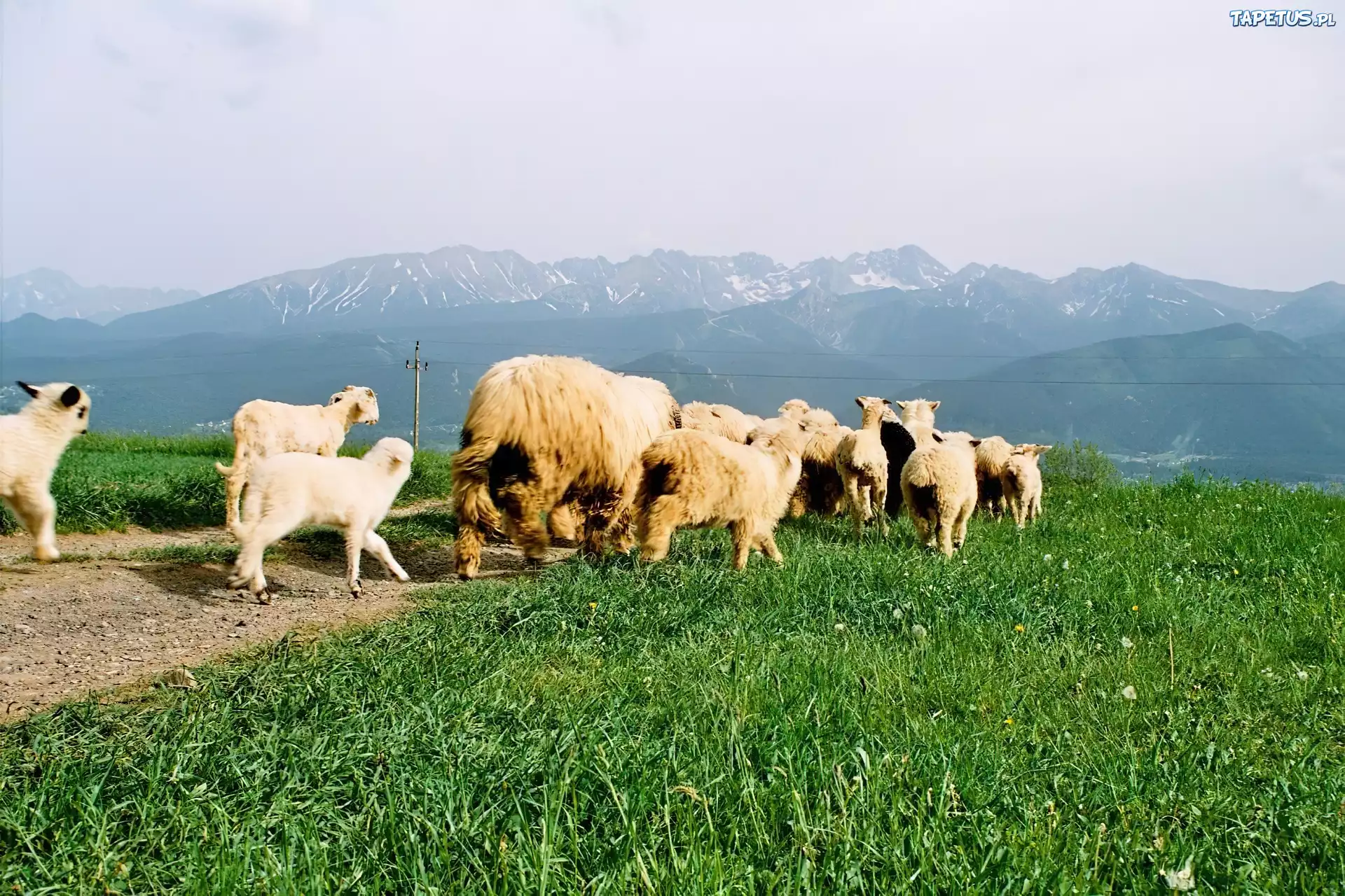 Owce, Góry, Trawa