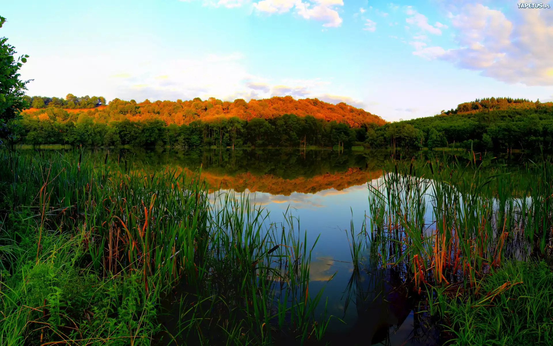 Jezioro, Trawy, Las