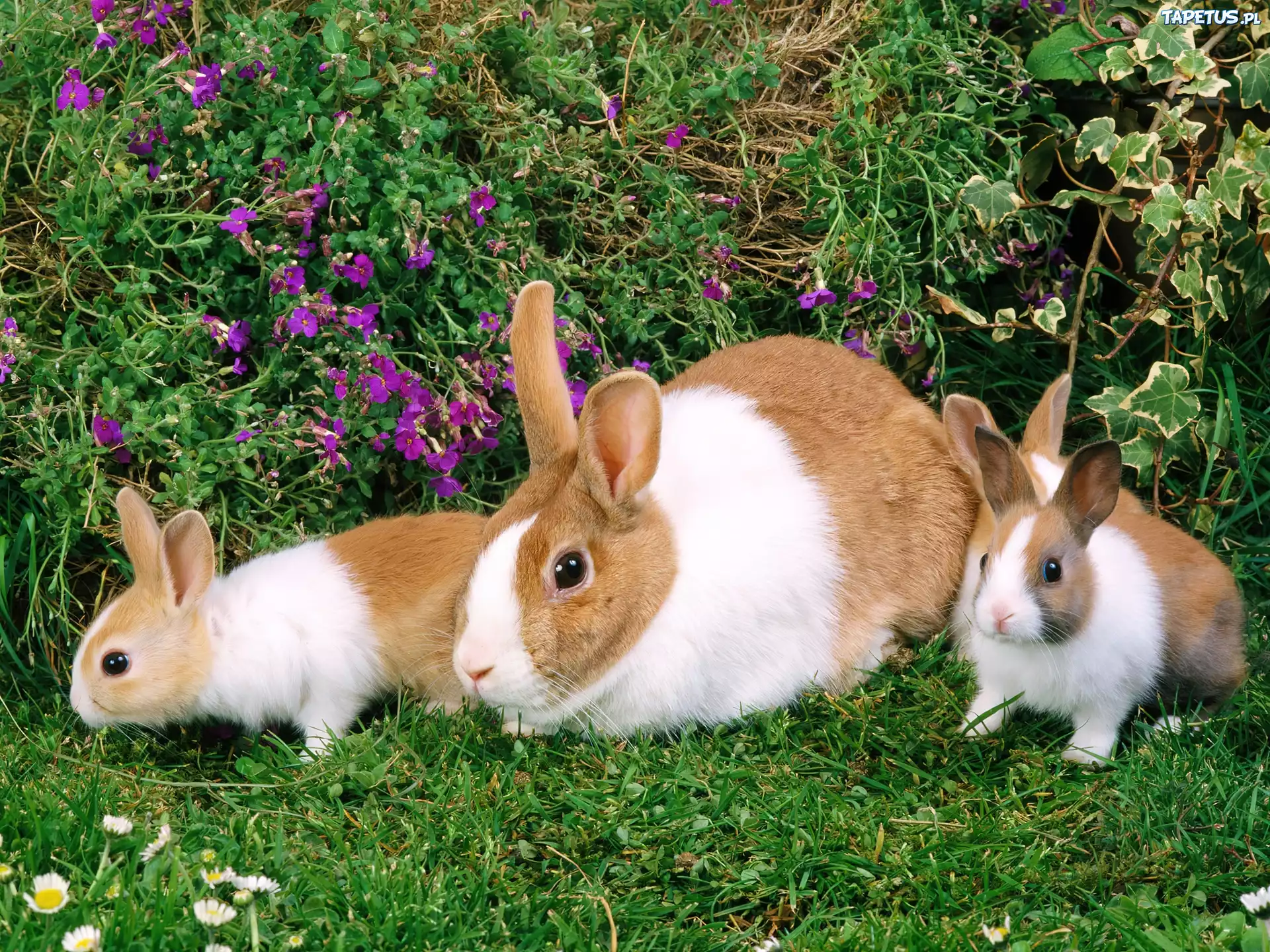 Ютуб домашнее животное. Домашние животные. Кролики и крольчата. Крольчиха с крольчатами. Домашние животные кролик.