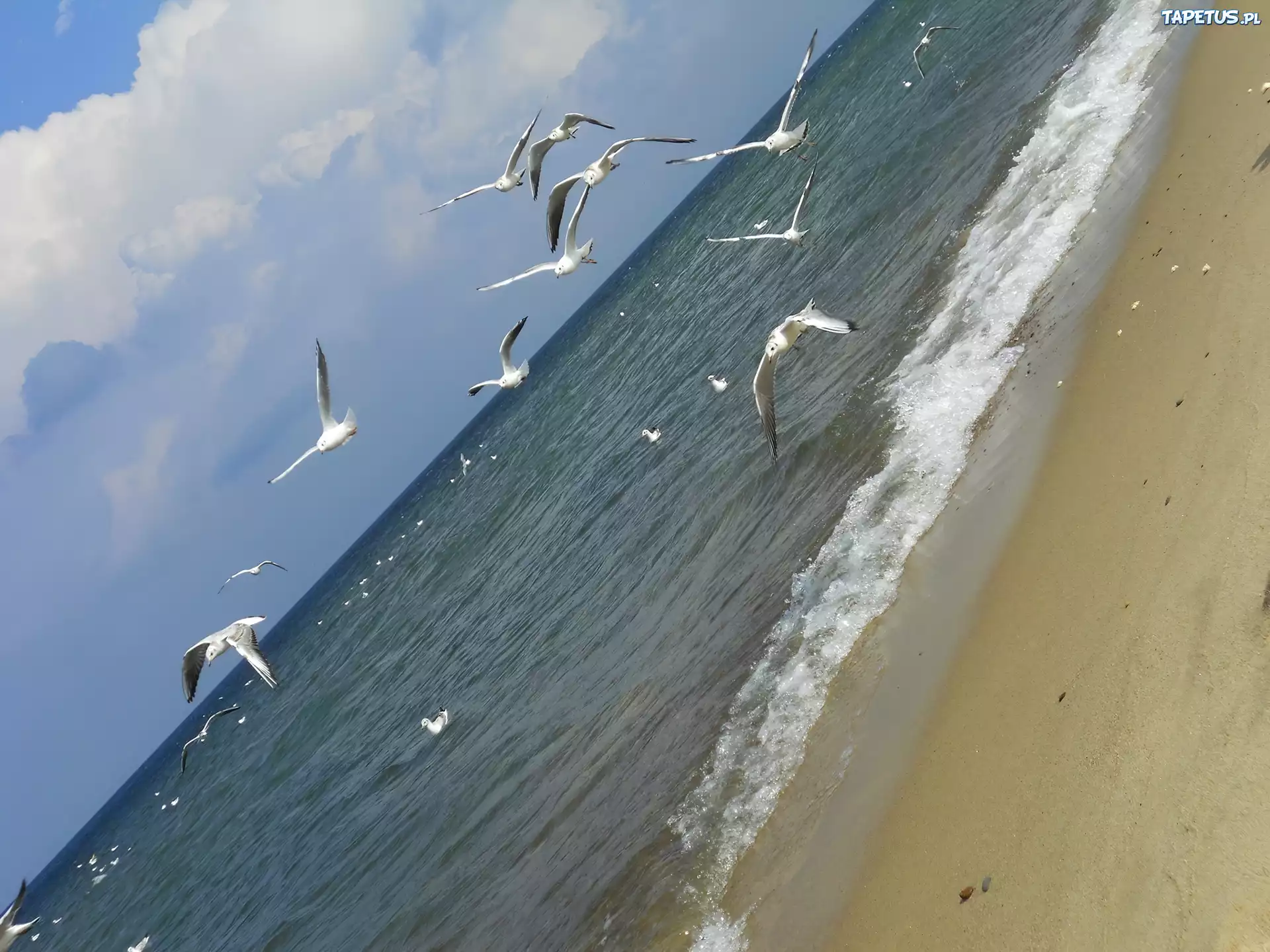 Morze, Plaża, Mewa