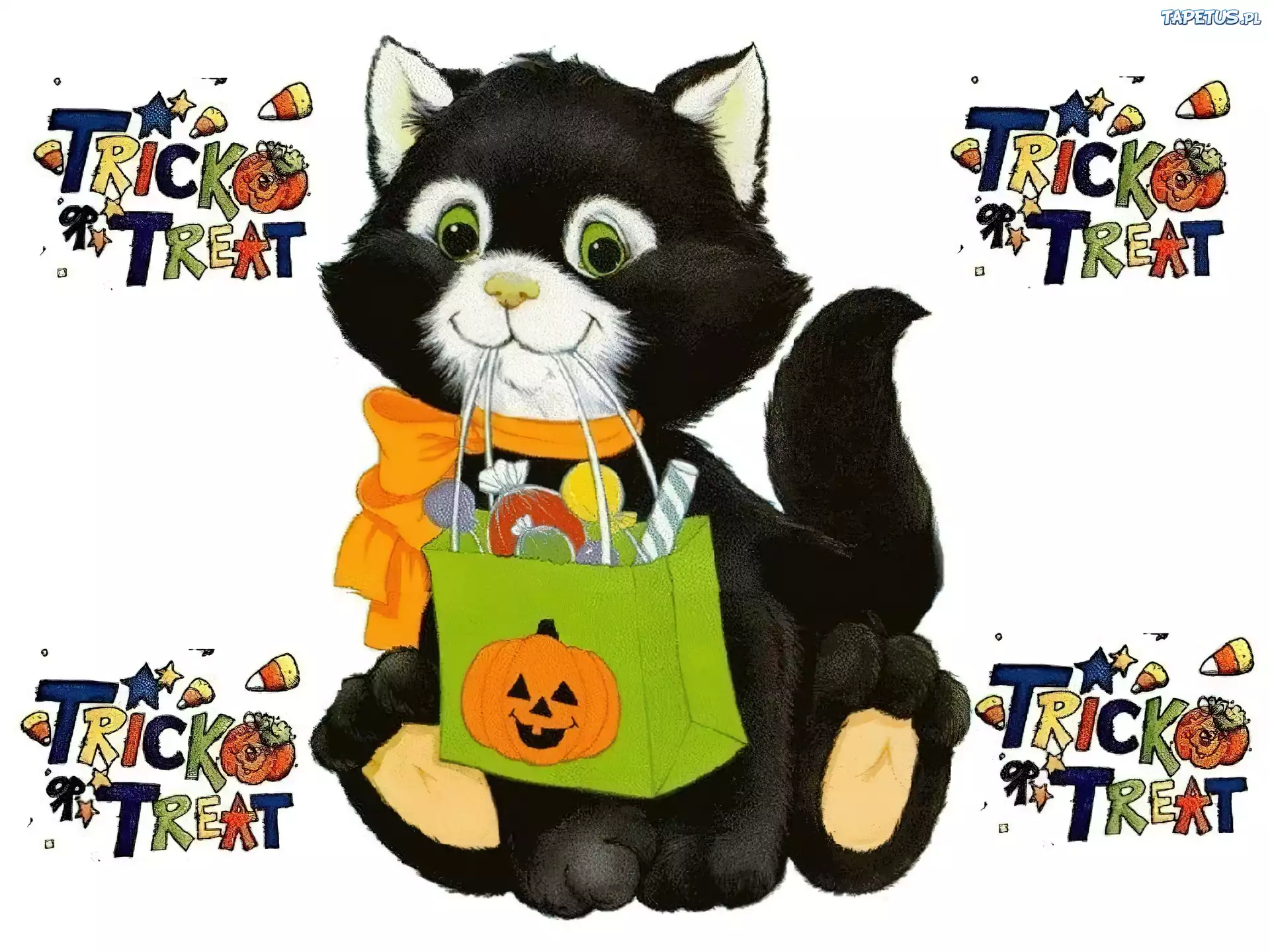 Halloween,koteczek