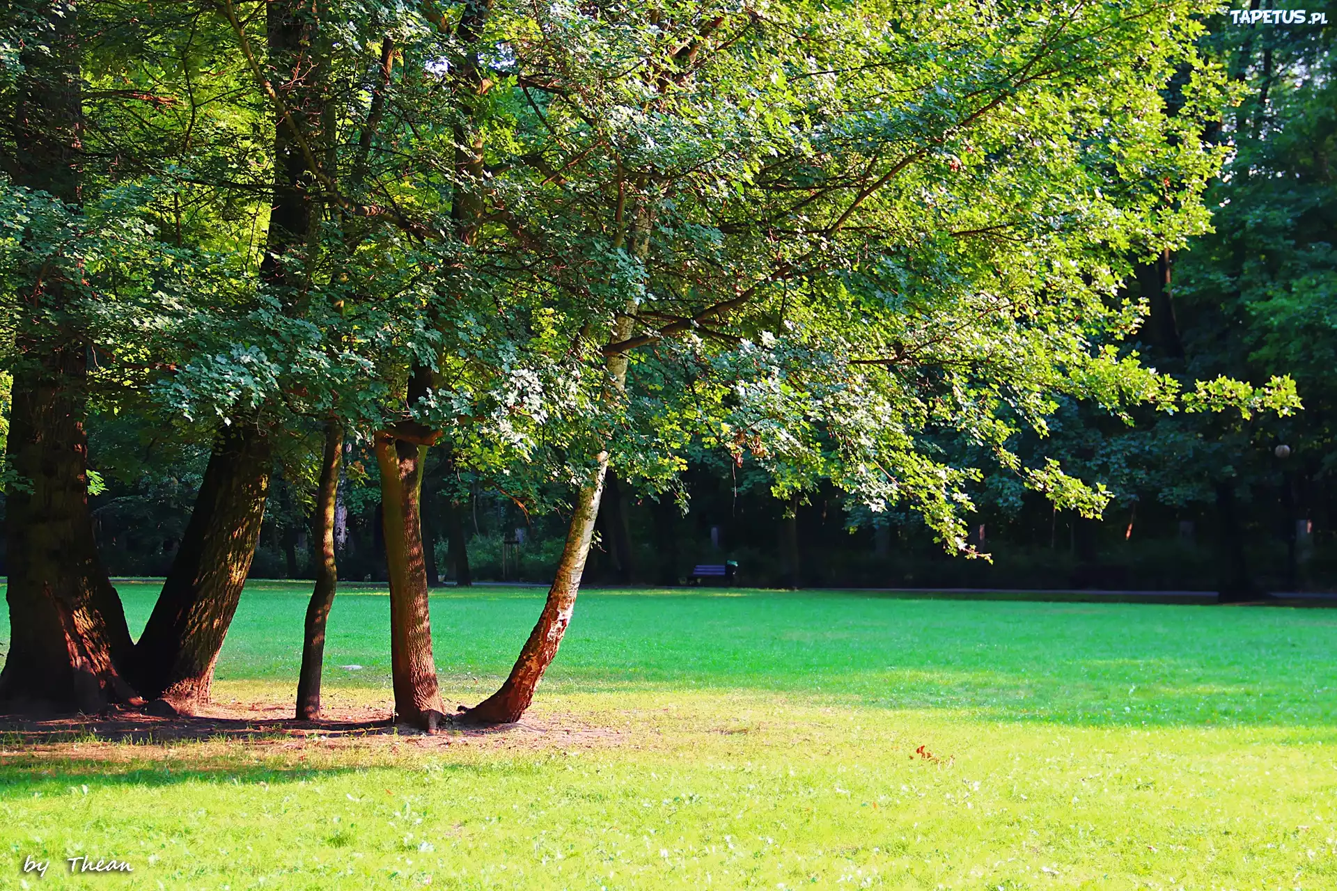 Park, Trawa, Drzewa