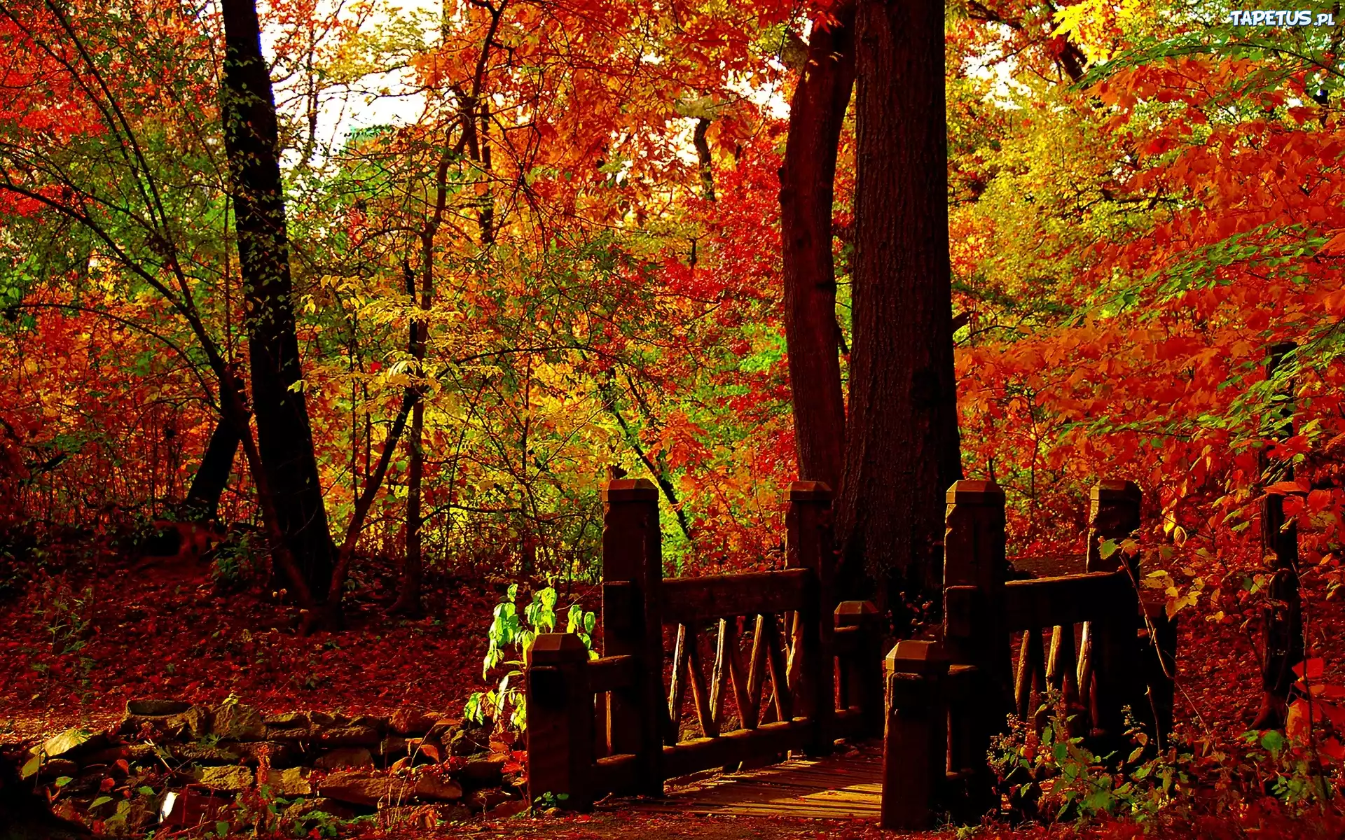 Park, Drzewa, Mostek, Jesień