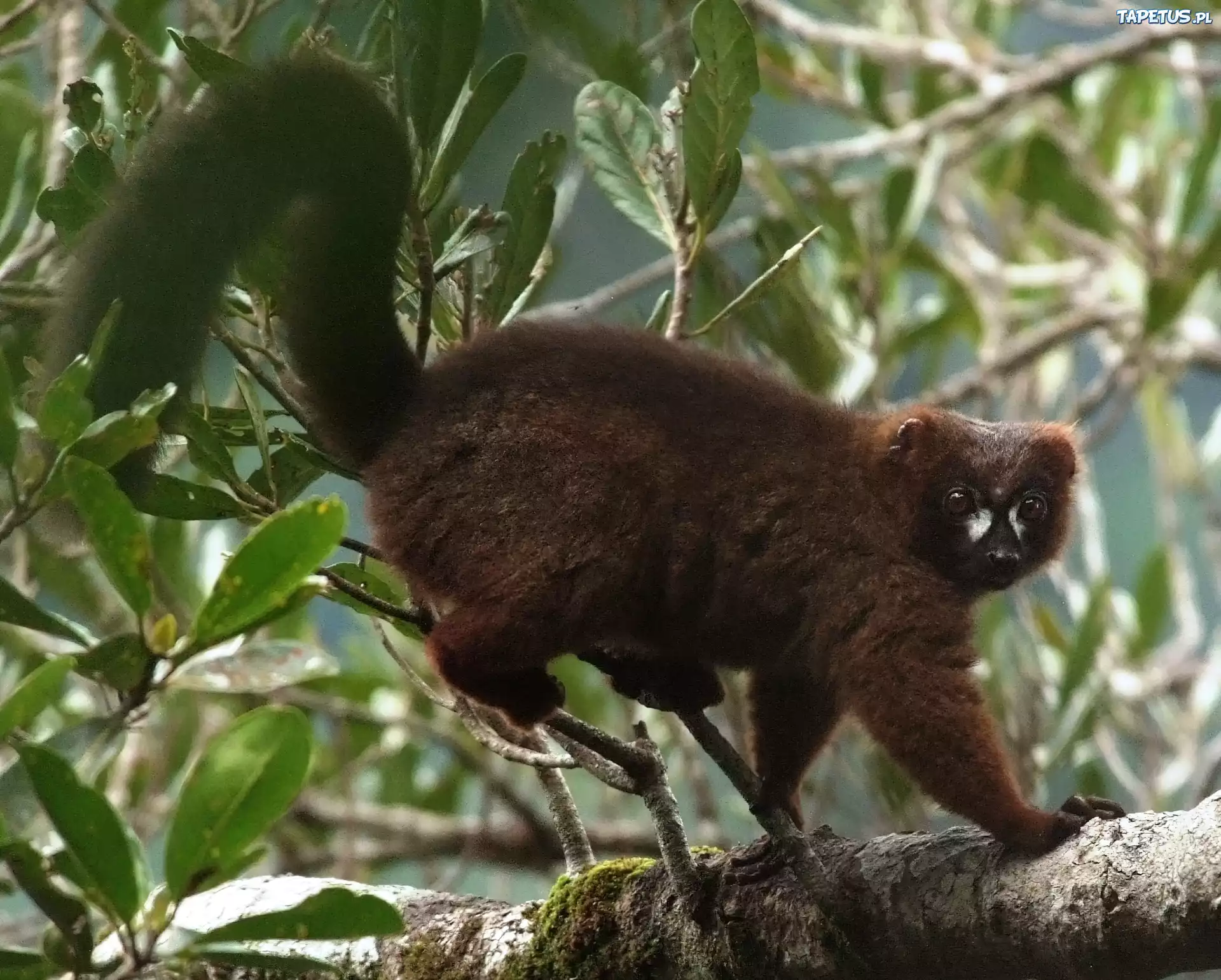 Lemur, Drzewo, Liście