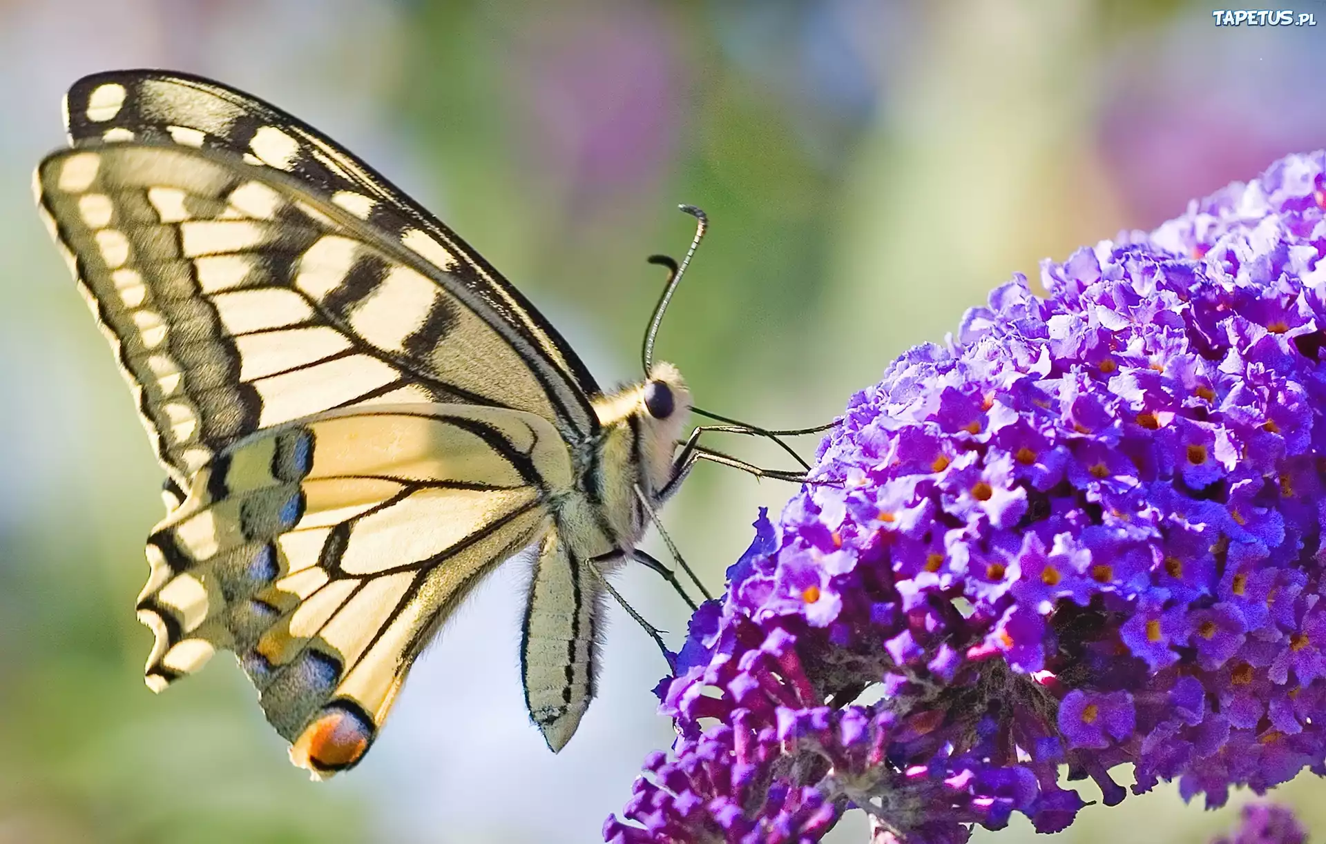 Motyl, Fioletowy, Kwiat