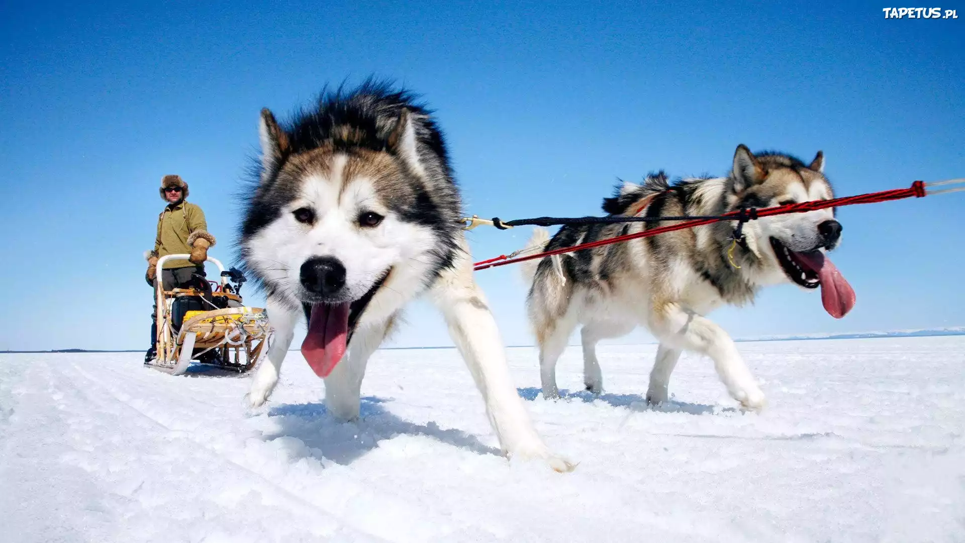 Siberian Husky, Zaprzęg