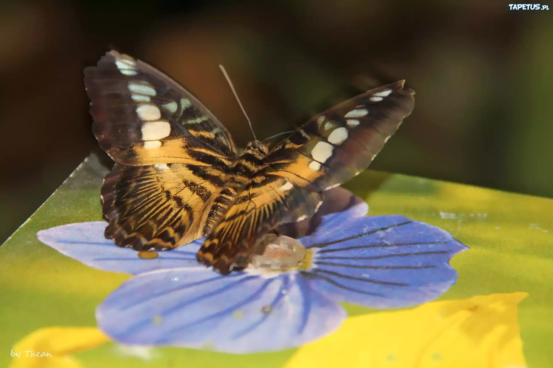 Motyl, Kwiat