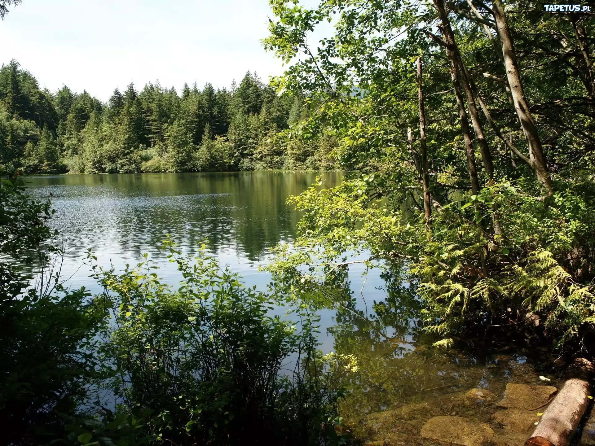 Jezioro, Las, Brzeg