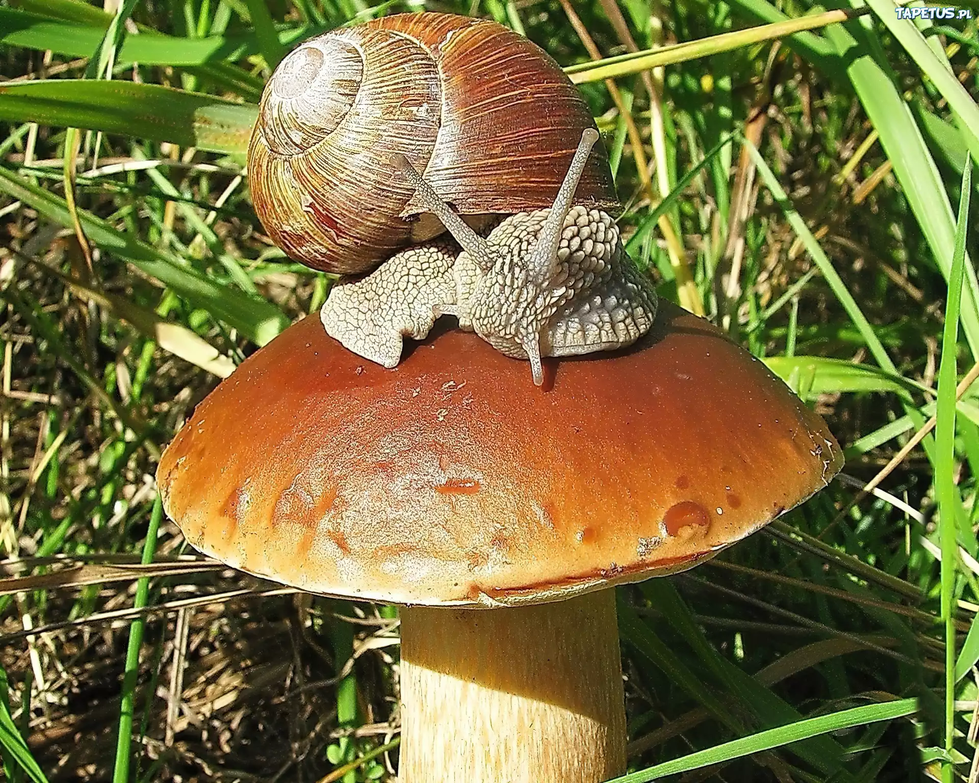 Dorodny, Grzyb, Ślimak