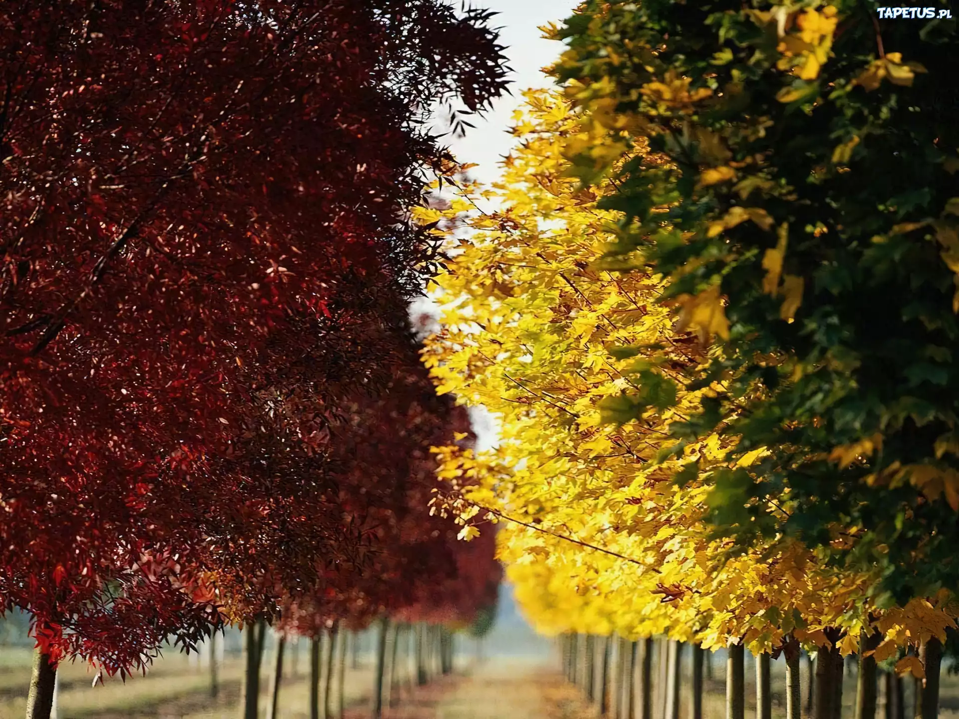 Jesień, Park, Alejka, Kolorowe, Liście
